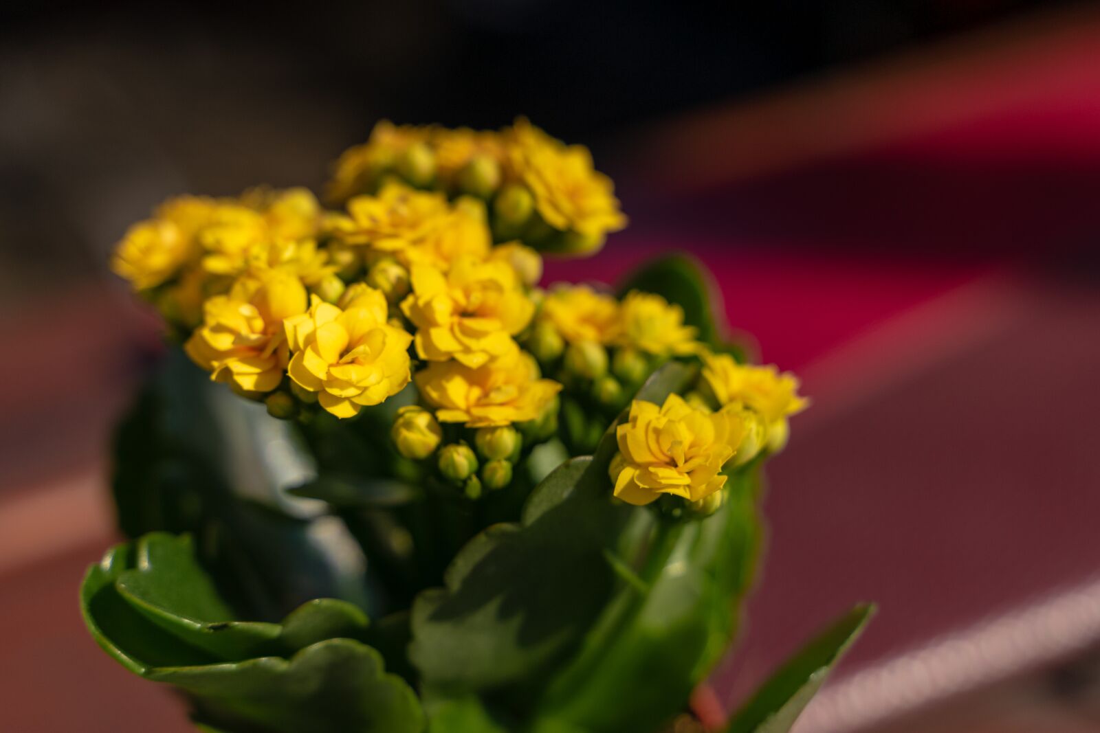 Sony a7 II sample photo. Flower, yellow, spring photography