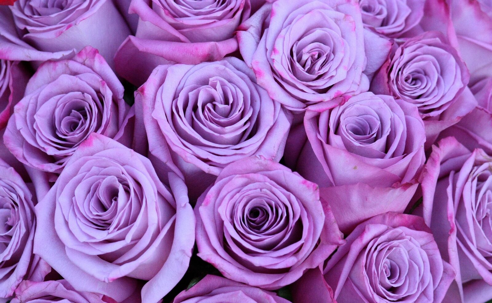 Canon EOS 450D (EOS Rebel XSi / EOS Kiss X2) sample photo. Roses, bouquet, mov photography