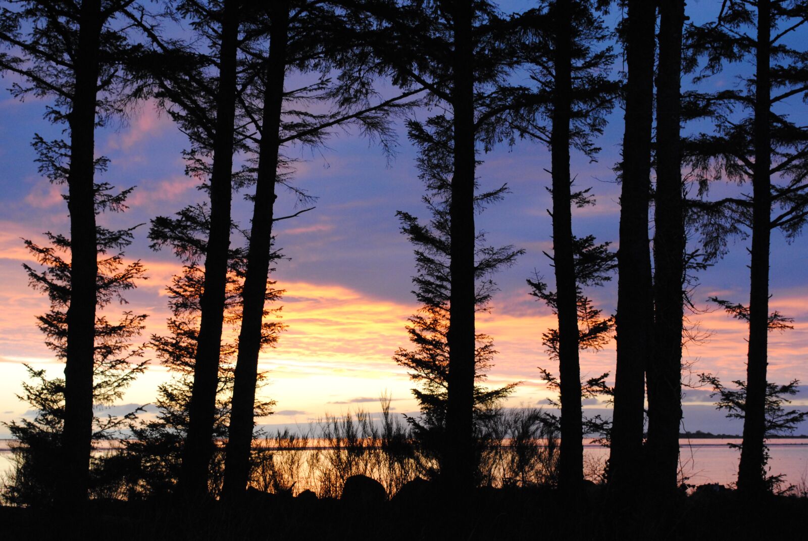 Nikon D3000 sample photo. Sunset, trees, silhouette photography