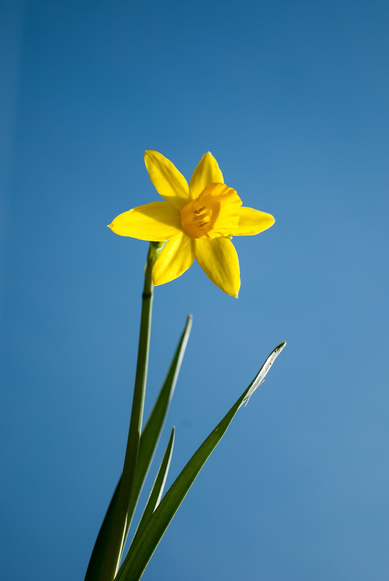 Nikon D3000 sample photo. Narcis, flower, spring photography