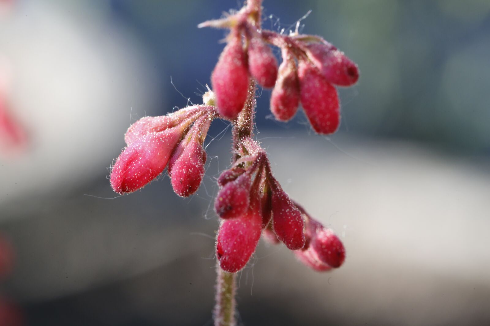 Canon EF 100mm F2.8L Macro IS USM sample photo. Flower, bud, blossom photography