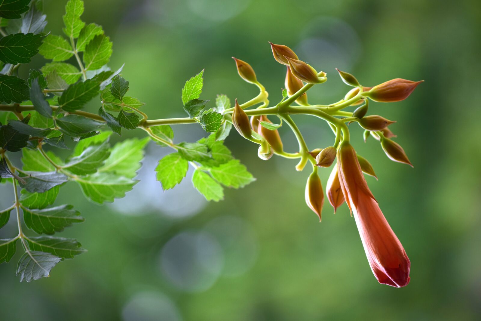 Nikon D5300 sample photo. Buds, flower, foliage photography