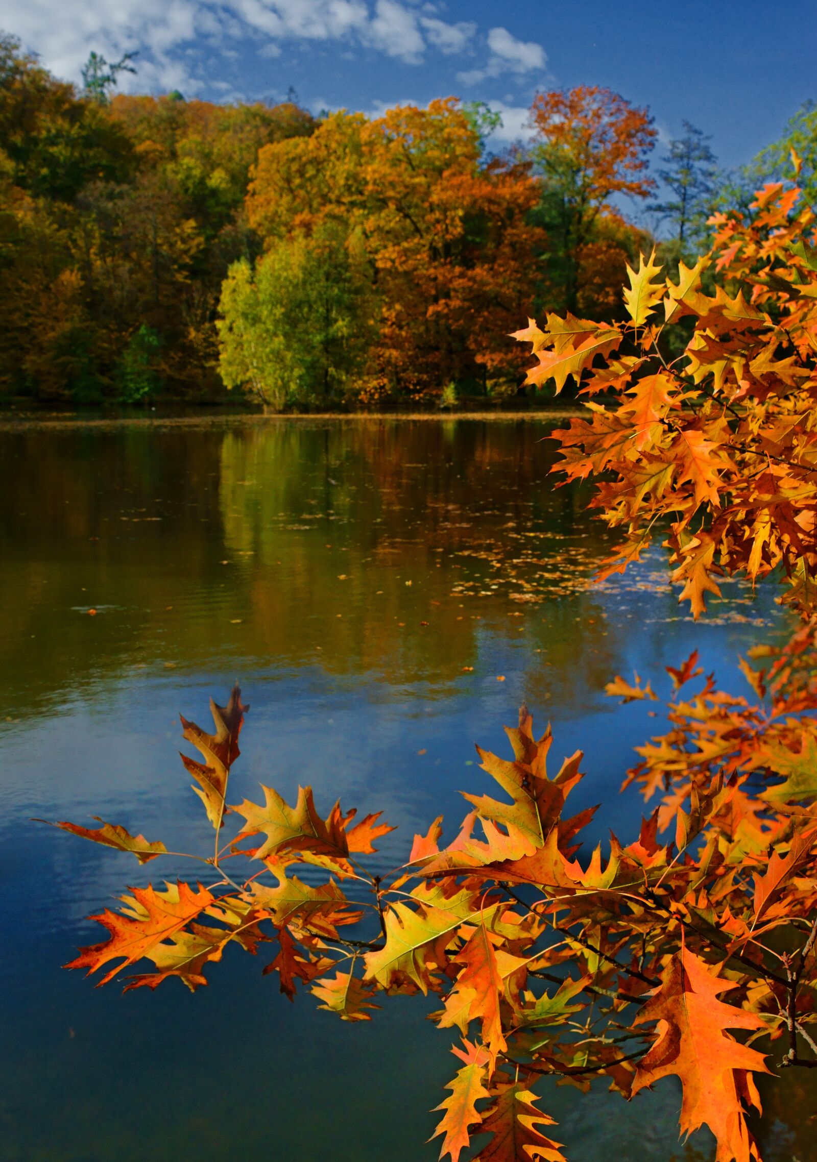 Sony a7 II sample photo. Nature, autumn, water photography