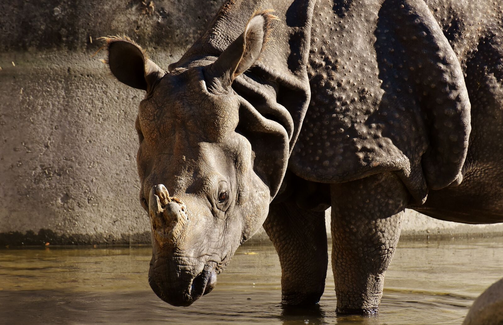 Nikon D7200 sample photo. Rhino, animal world, pachyderm photography