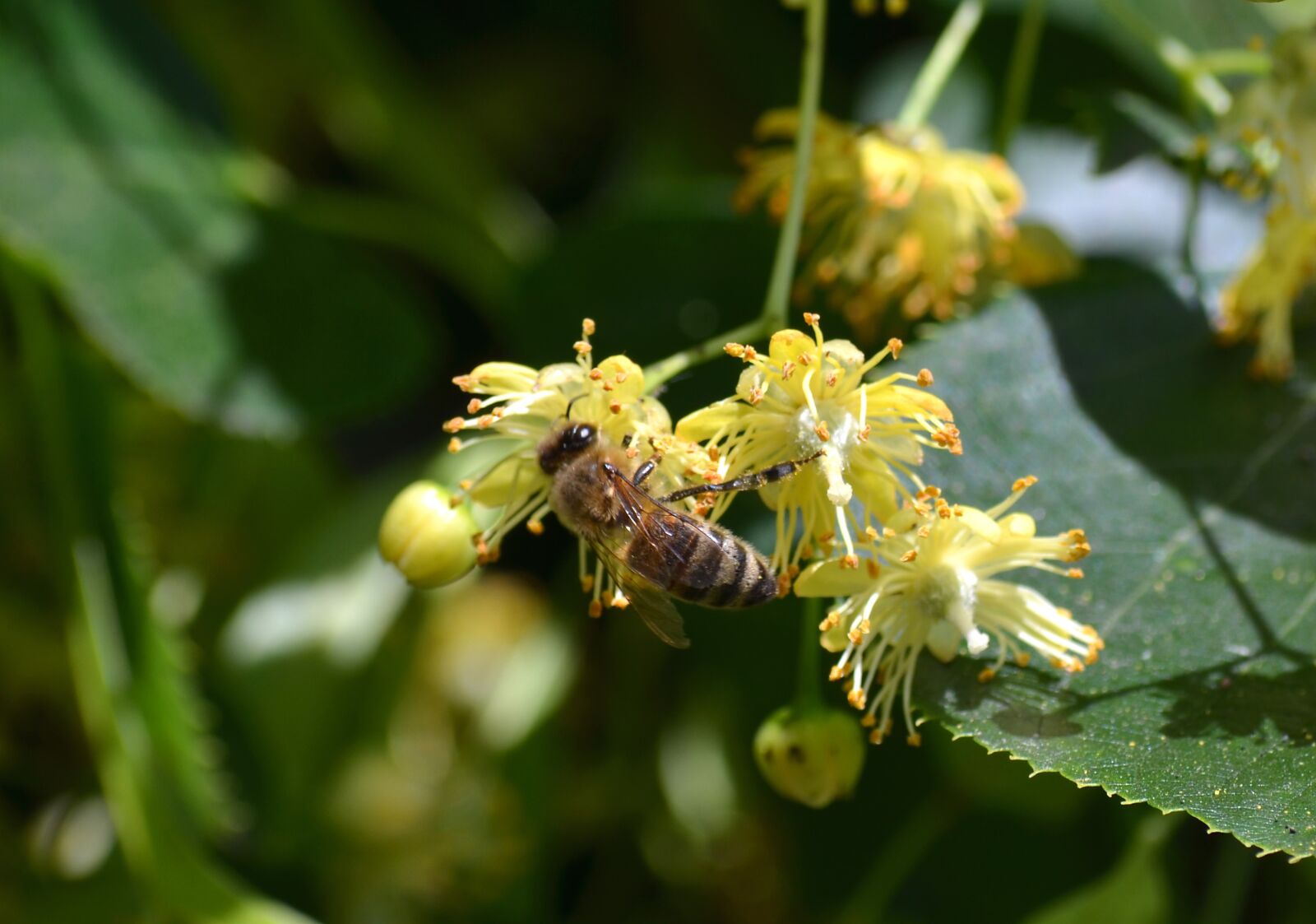 Nikon D5100 sample photo. Bee, carnica, linde photography