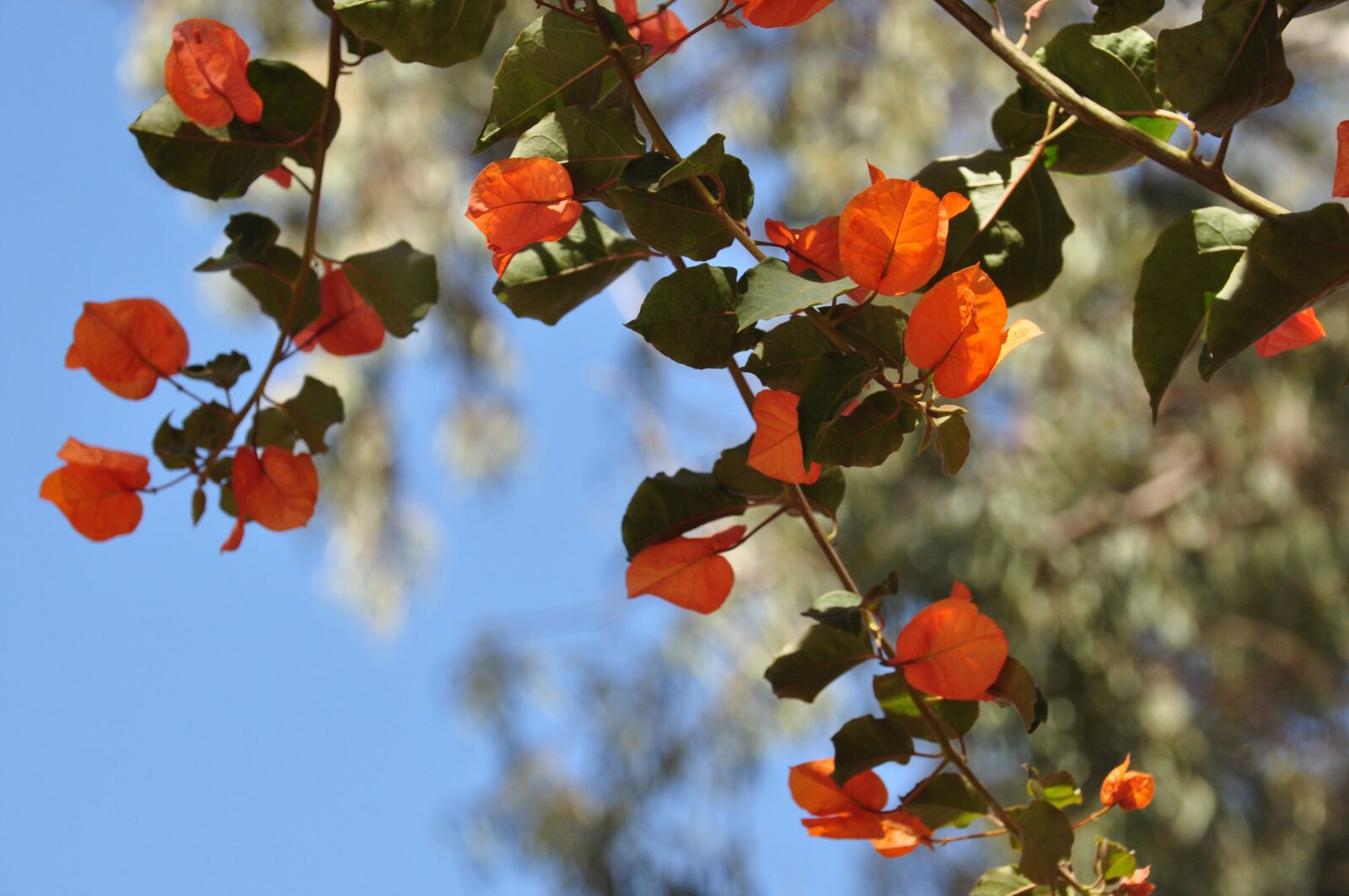 Nikon D90 sample photo. Flowers, orange, bougainvillea photography