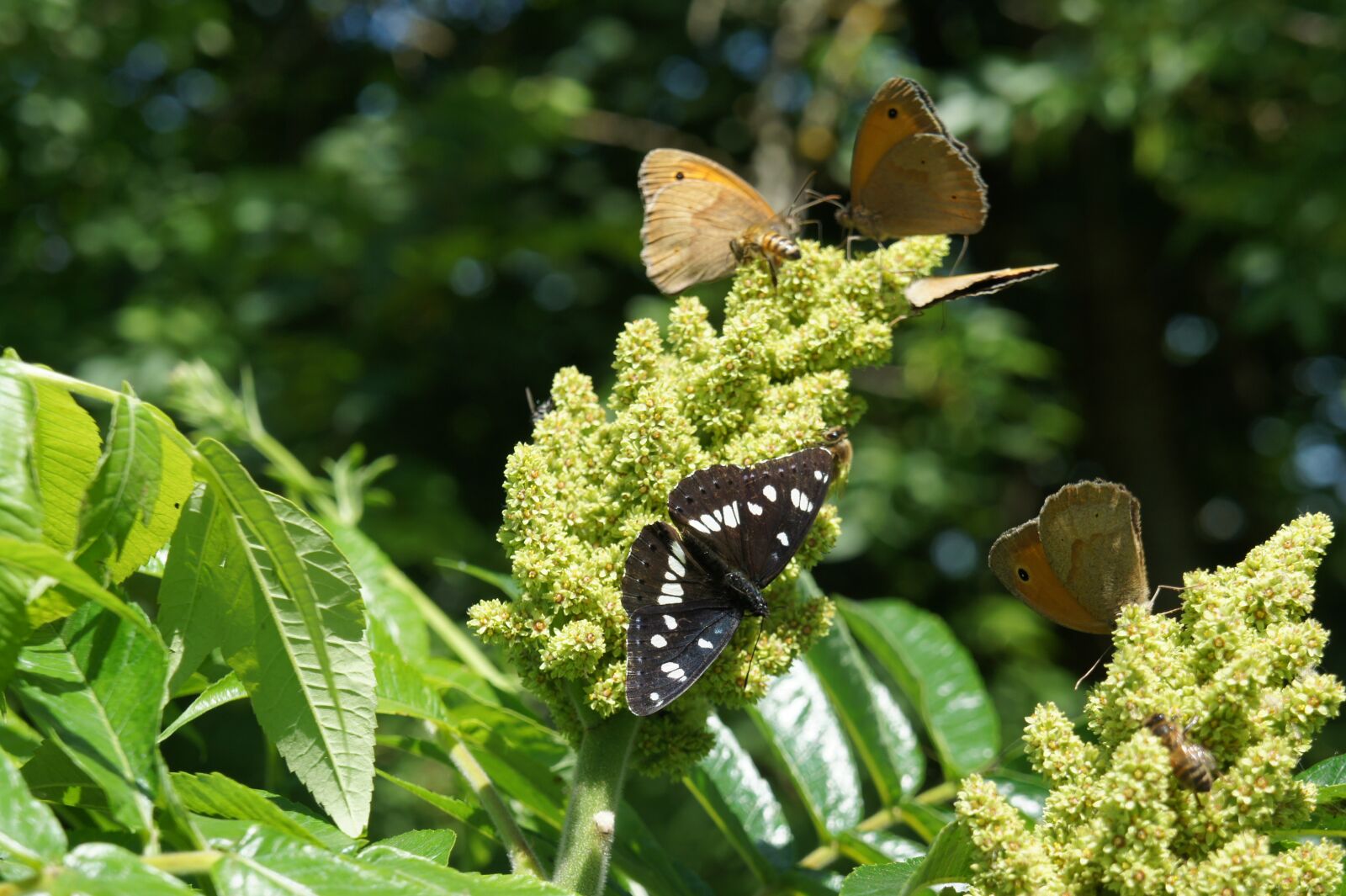 Sony Alpha NEX-3 sample photo. Butterflies, nature, insects photography