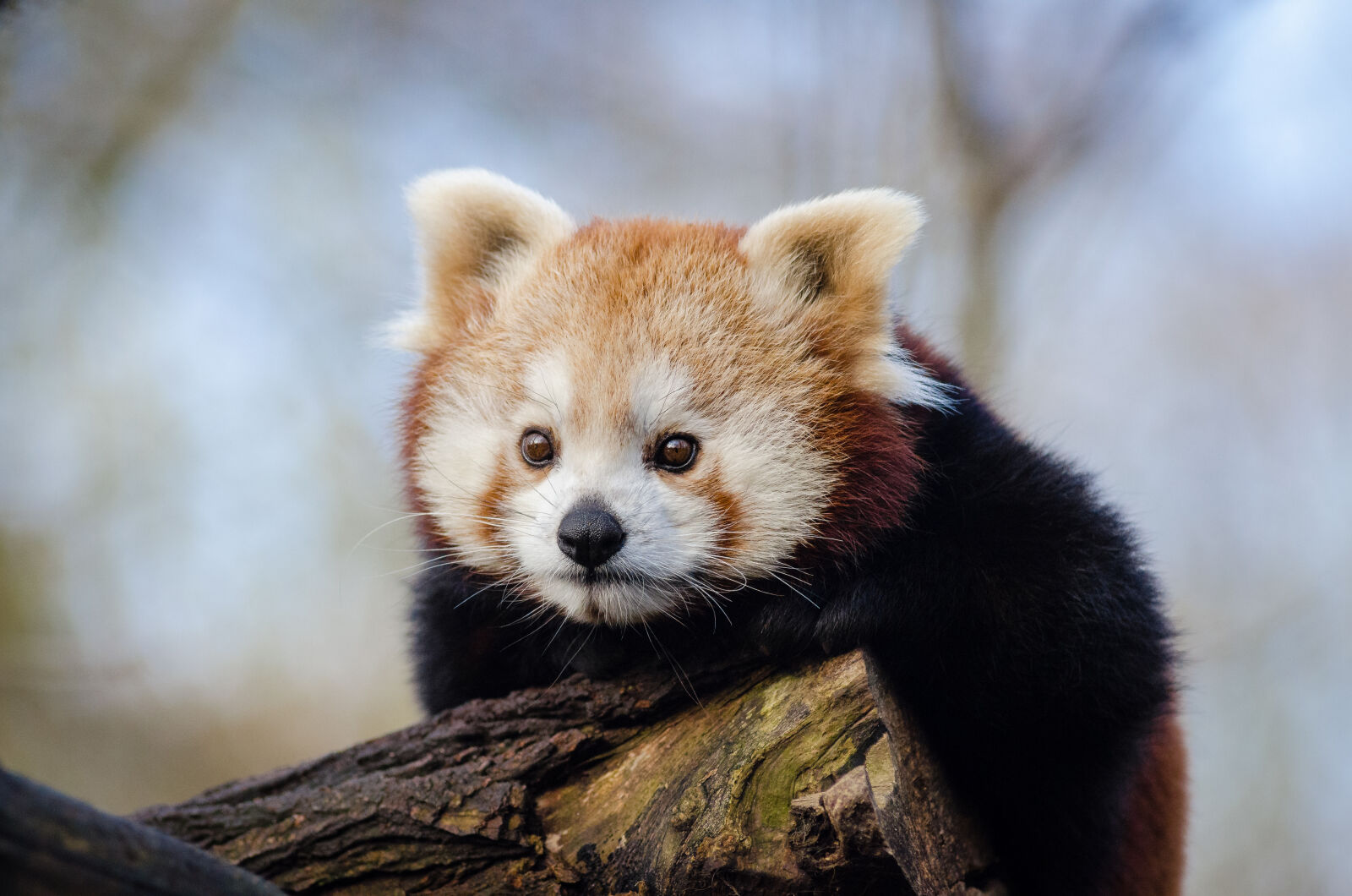 AF Zoom-Nikkor 80-200mm f/2.8 ED sample photo