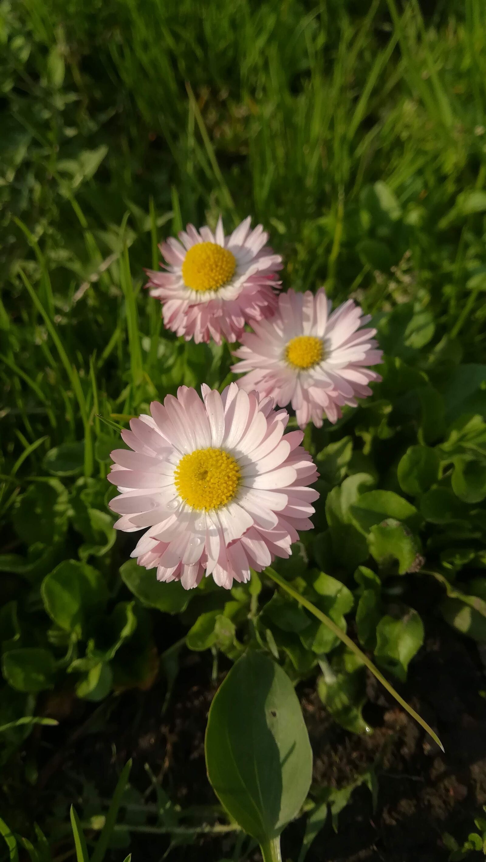 HUAWEI P10 lite sample photo. Spring, flowers, plant photography