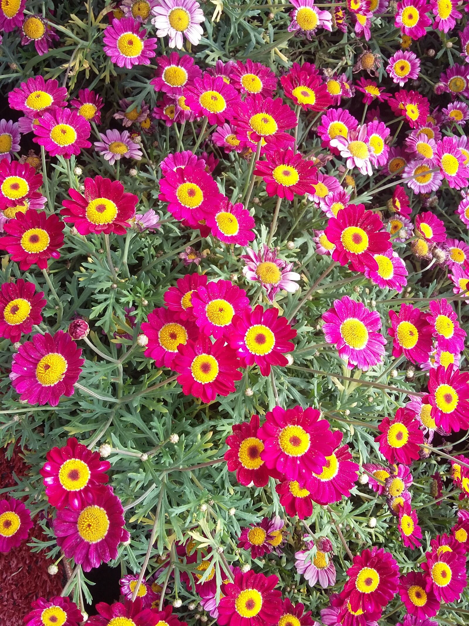 Samsung Galaxy Grand Prime sample photo. The, flower, flowers photography