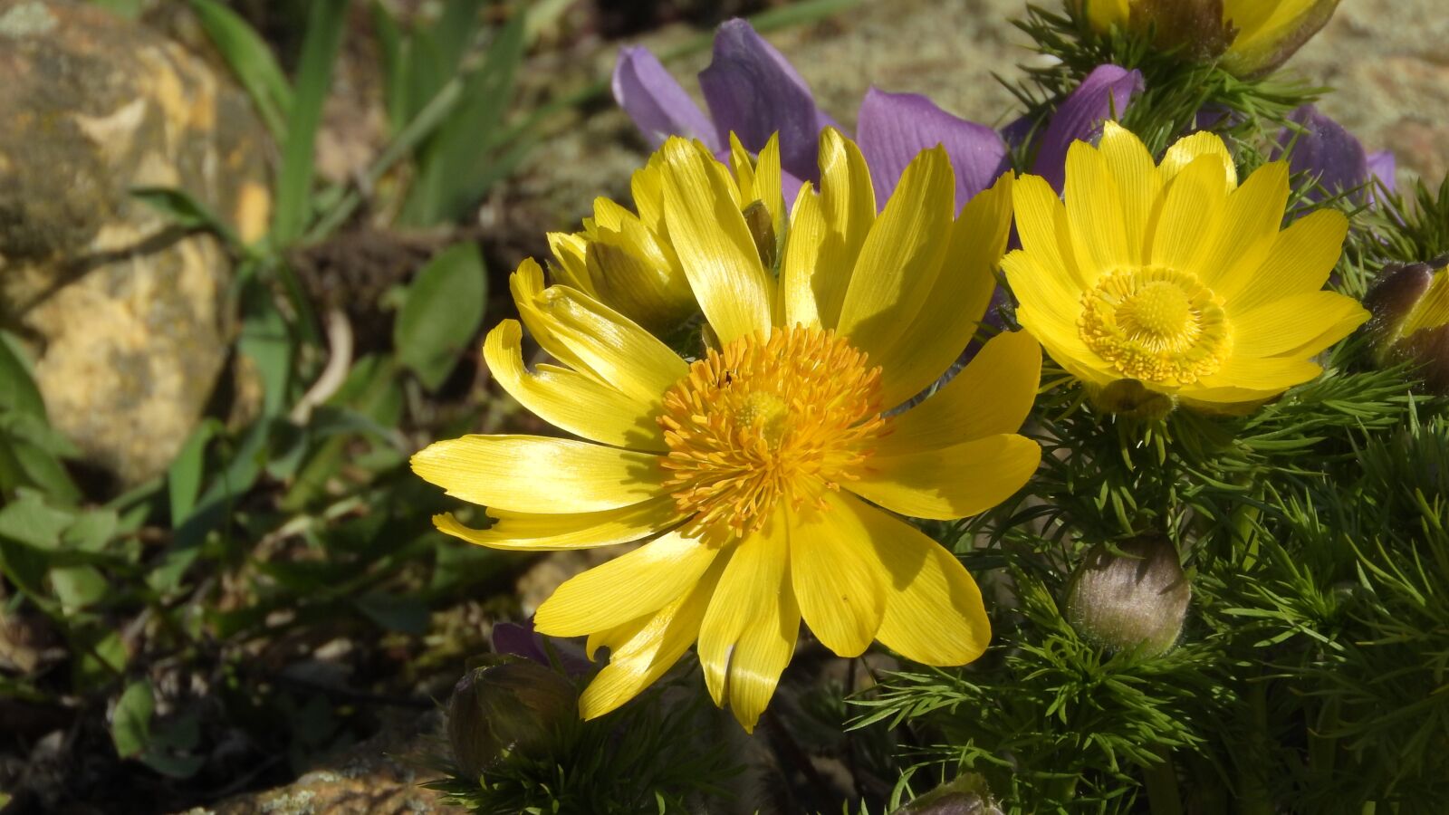 Nikon Coolpix P610 sample photo. Adonis vernalis, hlavacek, adonis photography
