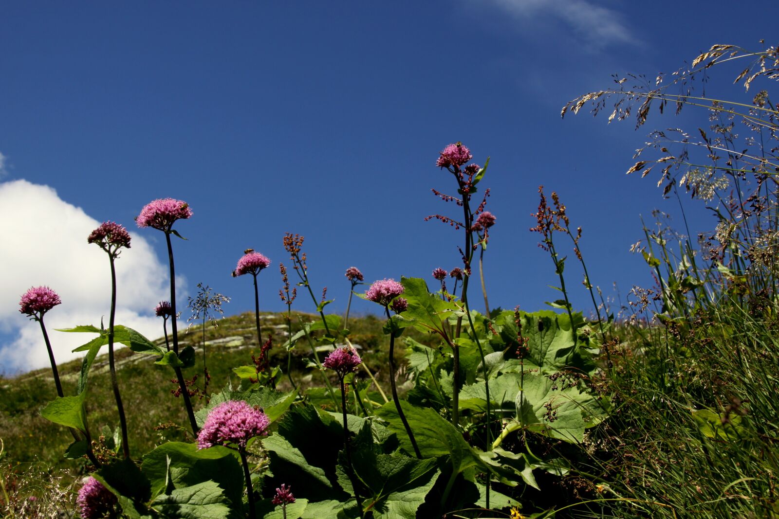 Canon EOS 50D sample photo. Flowers, clouds, nature photography
