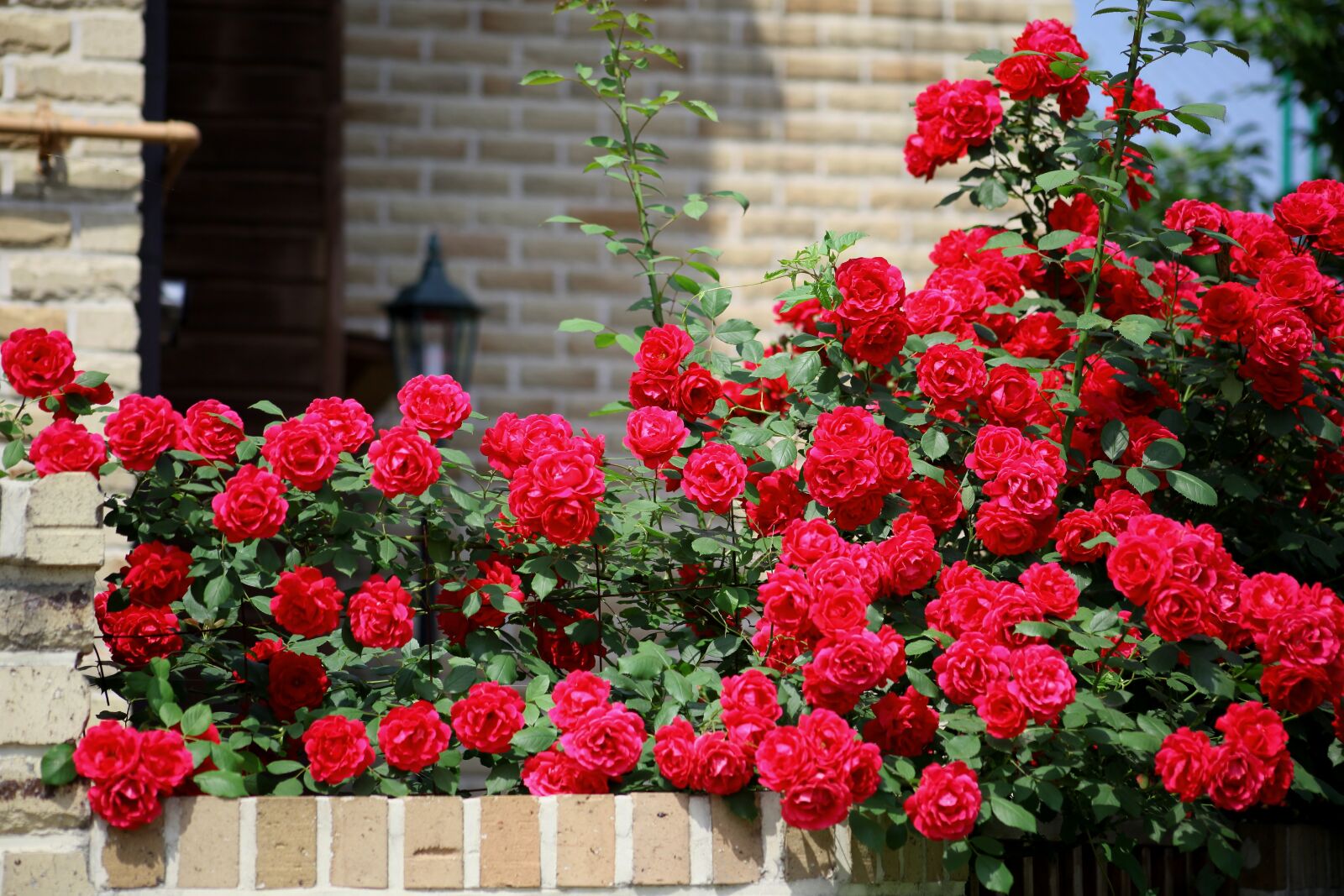 Canon EOS 5D Mark II sample photo. Rose, fence, vine photography