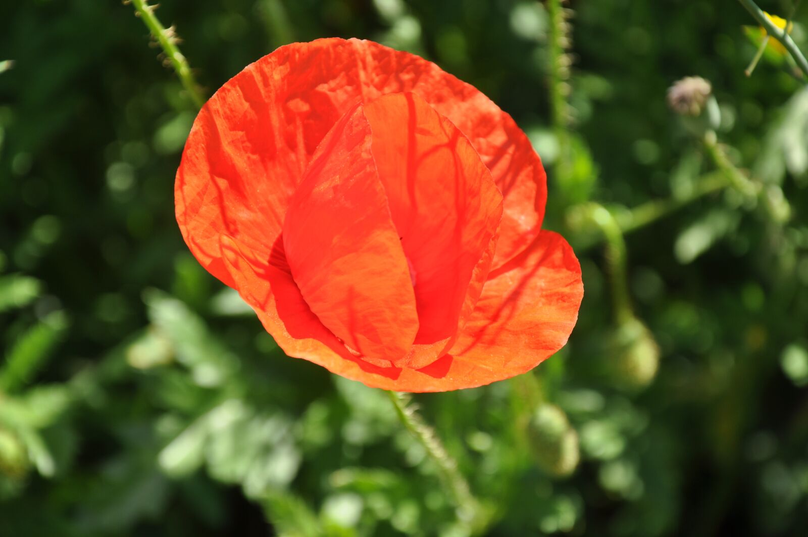 Nikon D90 sample photo. Flowers, poppy, nature photography