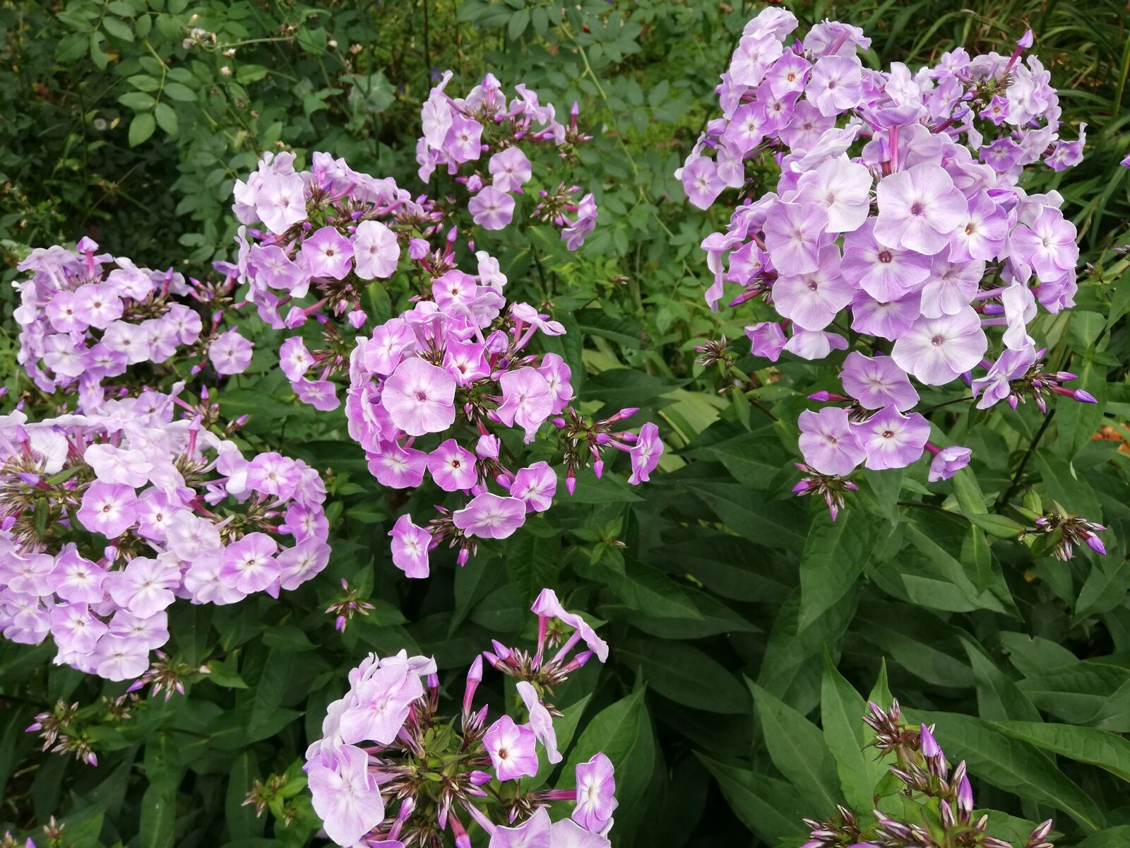 HUAWEI ANE-LX1 sample photo. Flowers, purple, summer photography