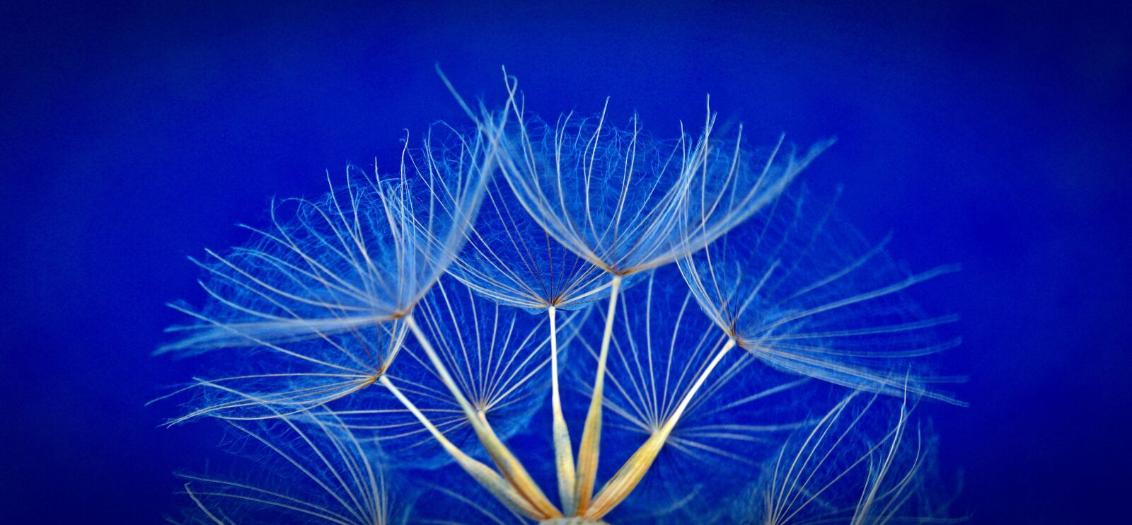 Nikon D5200 sample photo. Seeds, flower, dandelion photography