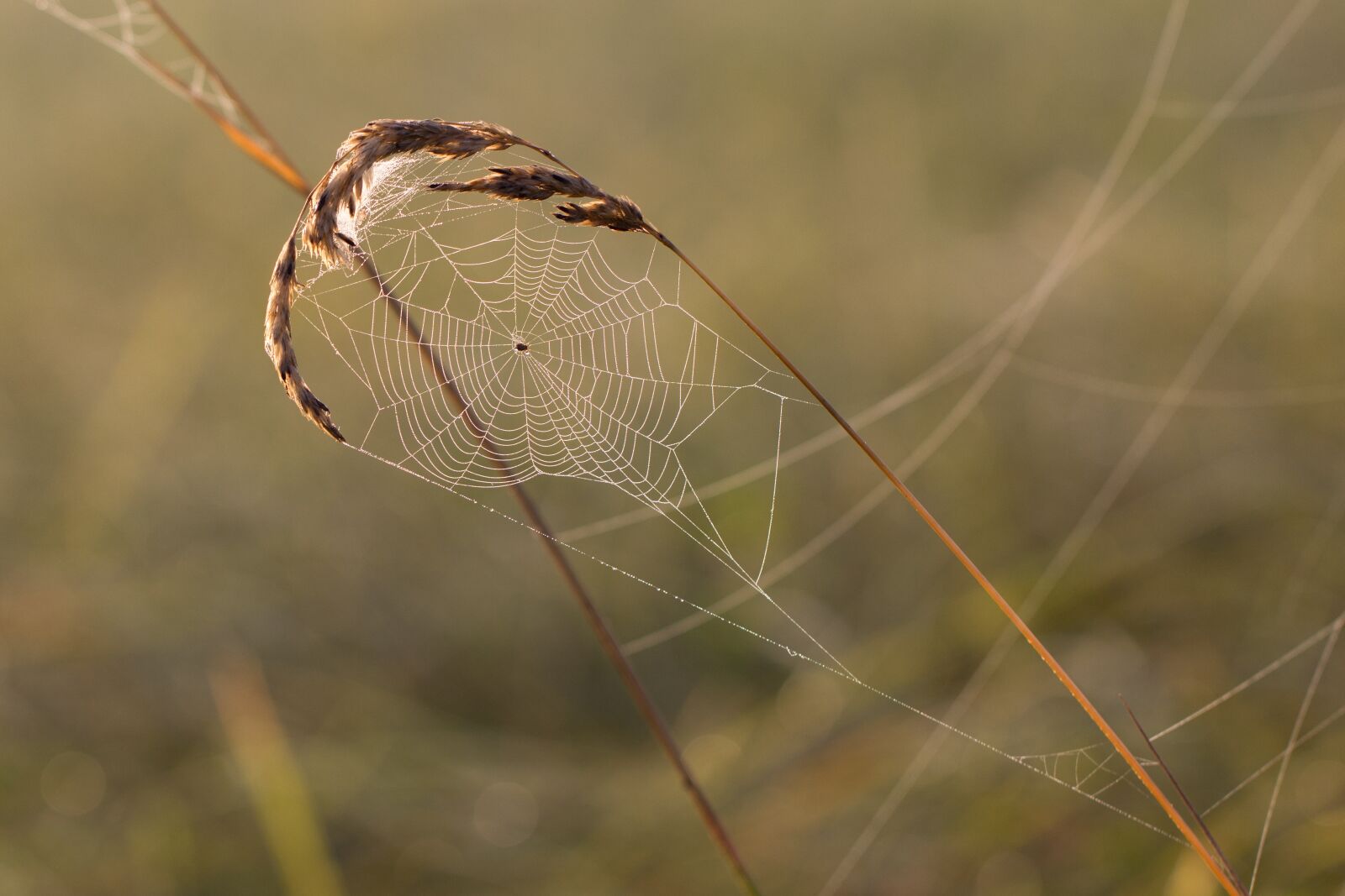 Canon EF 100mm F2.8L Macro IS USM sample photo. Cobweb, grass, spider photography