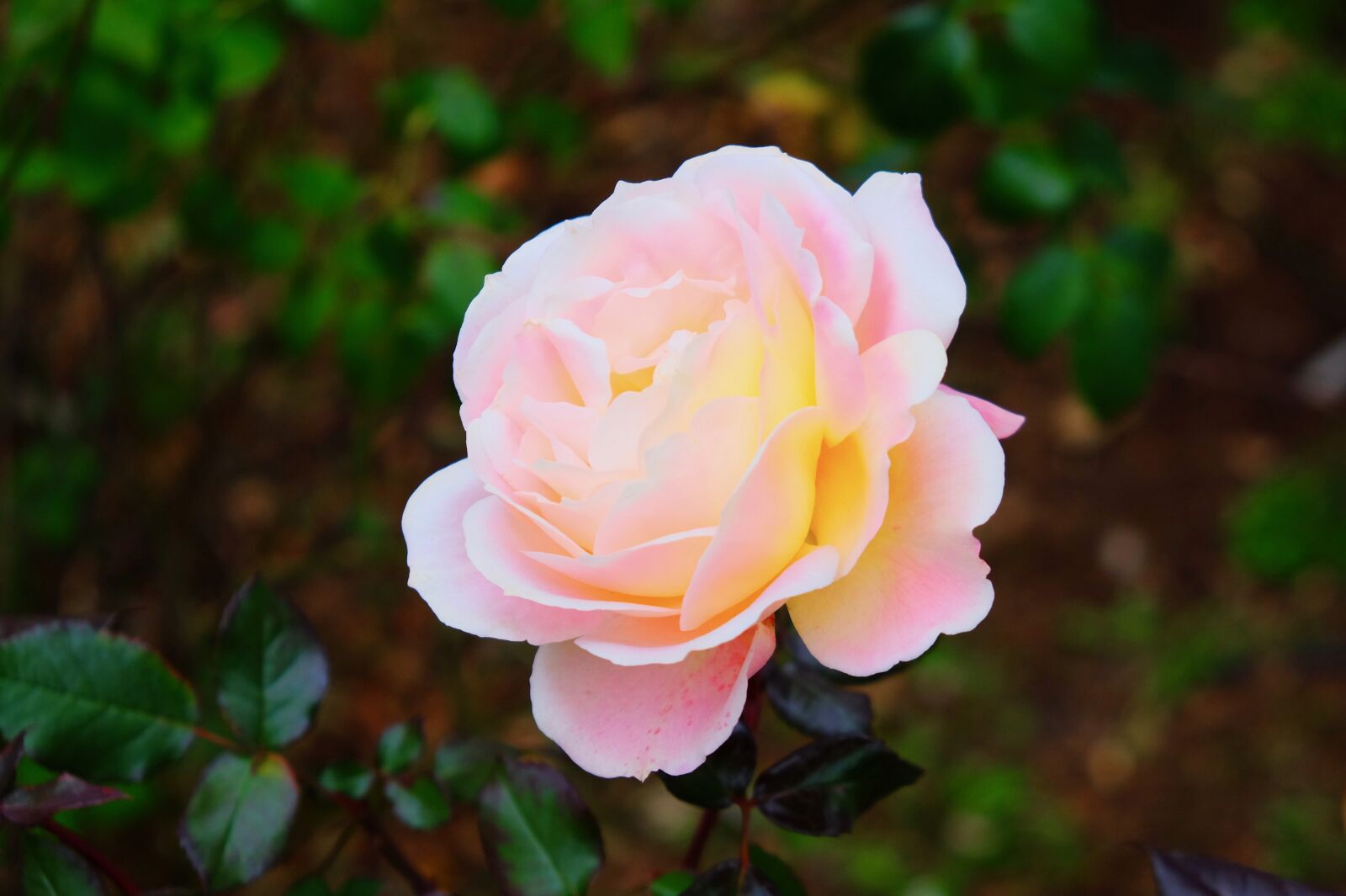 Fujifilm X-T10 sample photo. Rose, white, petal photography