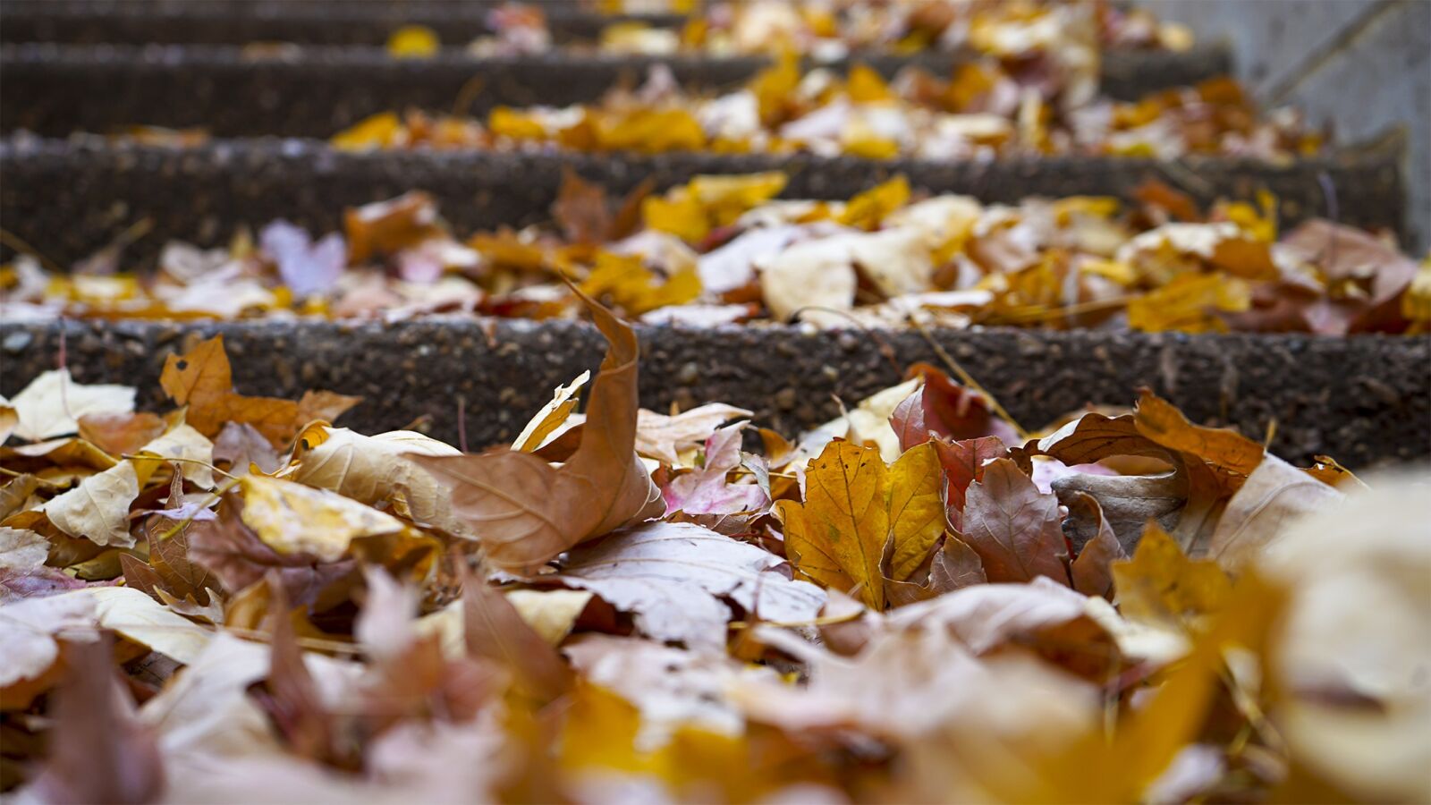 Sony a7 II + Sony FE 28-70mm F3.5-5.6 OSS sample photo. Leaves, fall, autumn photography