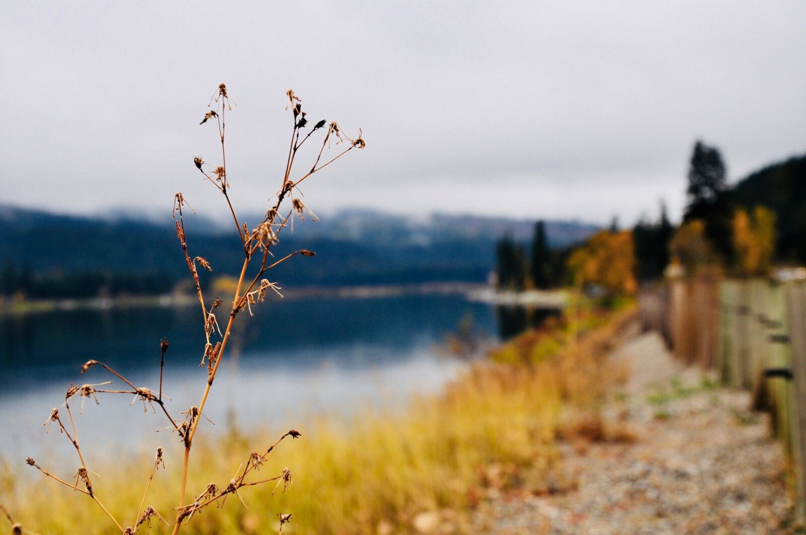 Nikon D5000 sample photo. Nature, plant, lake photography