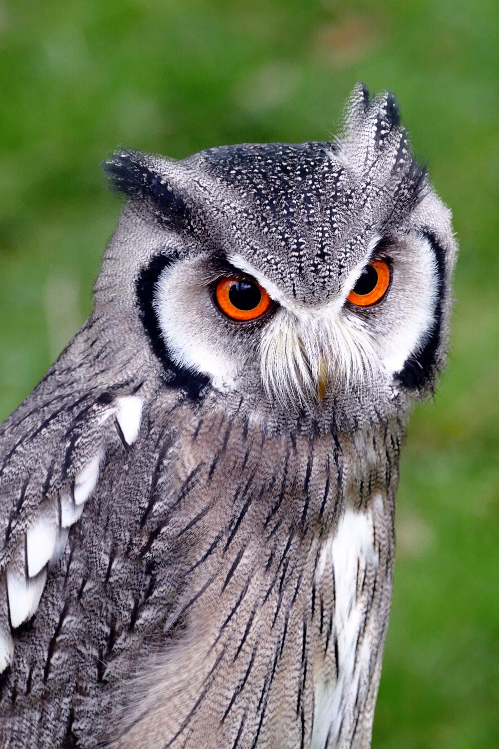 Panasonic Lumix DMC-FZ1000 sample photo. Southern white faced owl photography