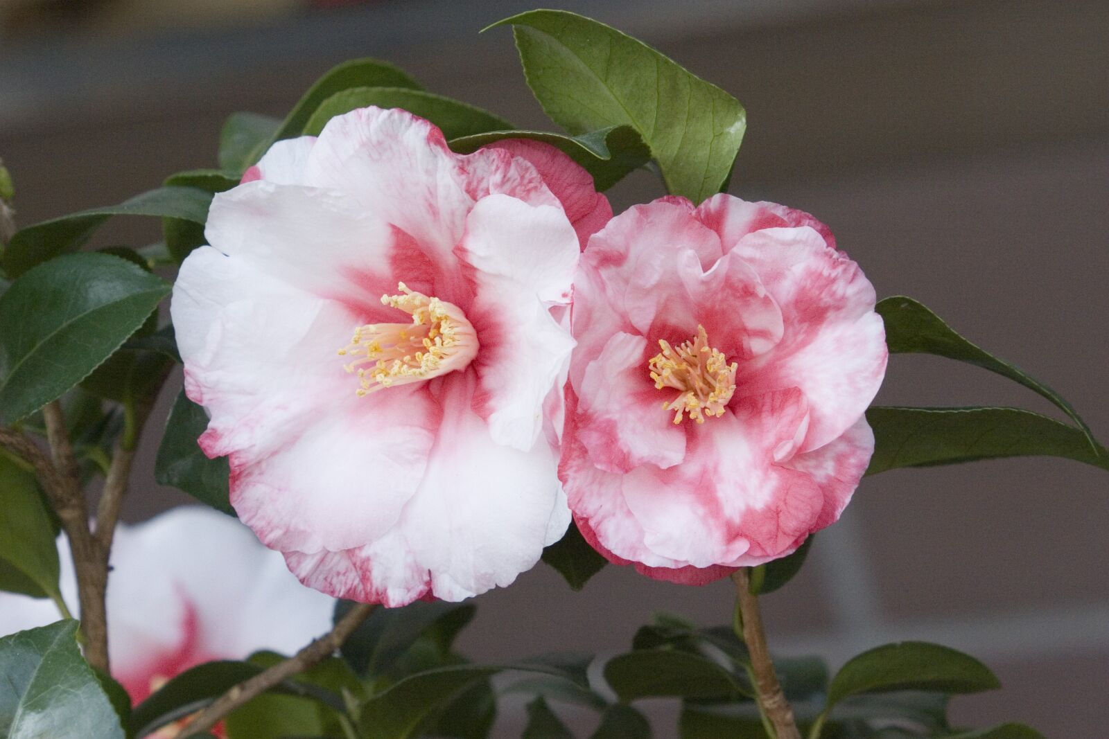 Canon EOS 30D sample photo. Flowers, white and red photography