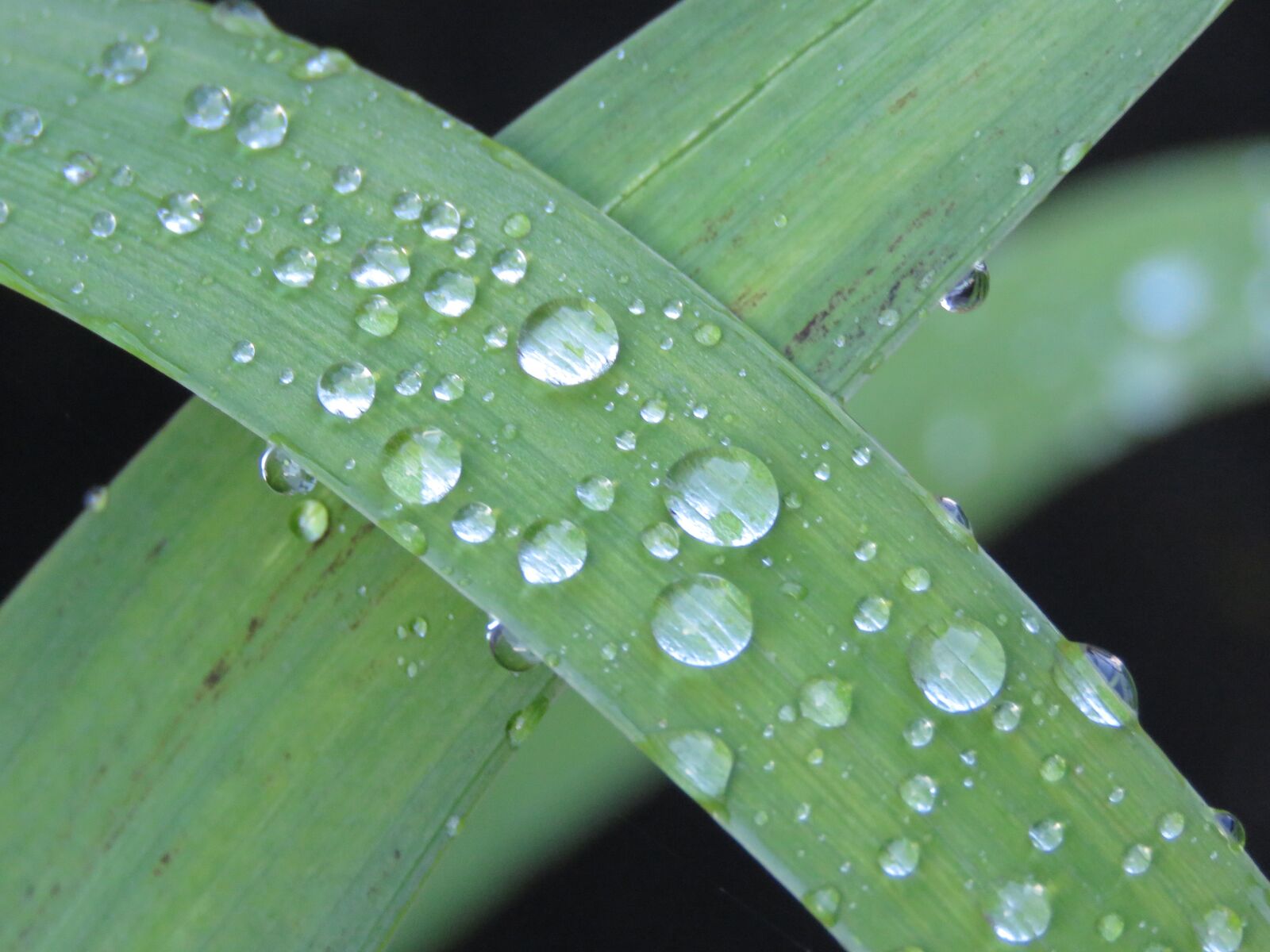 Canon PowerShot SX60 HS sample photo. Rain, drops, sheet photography