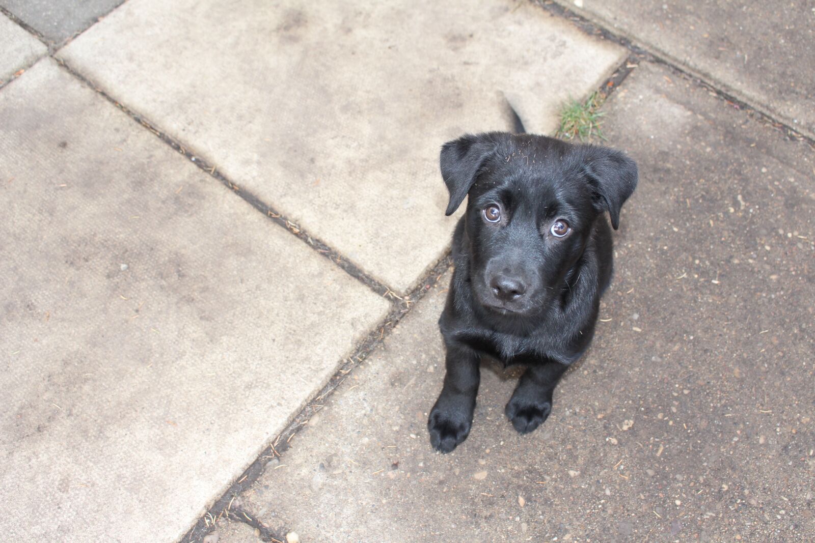 Canon EOS 700D (EOS Rebel T5i / EOS Kiss X7i) sample photo. Puppy, adorable, dog photography