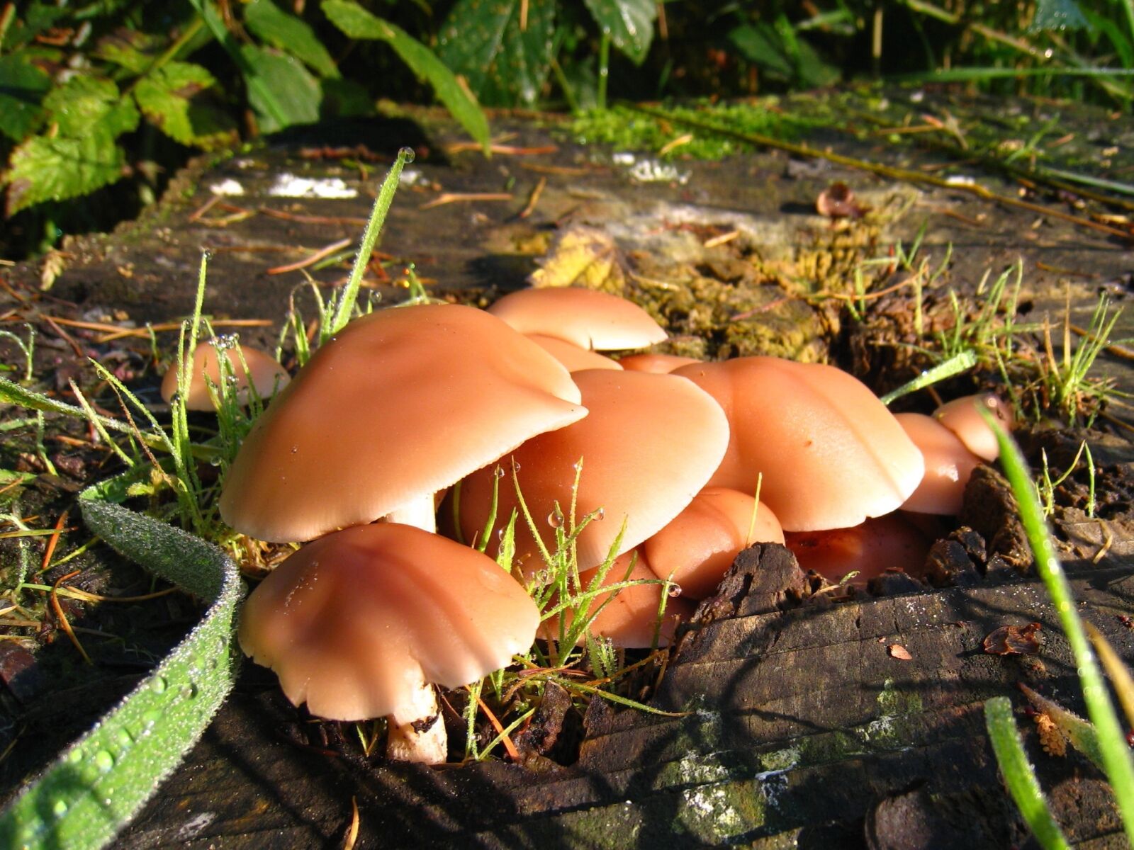 Canon DIGITAL IXUS 860 IS sample photo. Mushroom, dewdrops, autumn photography