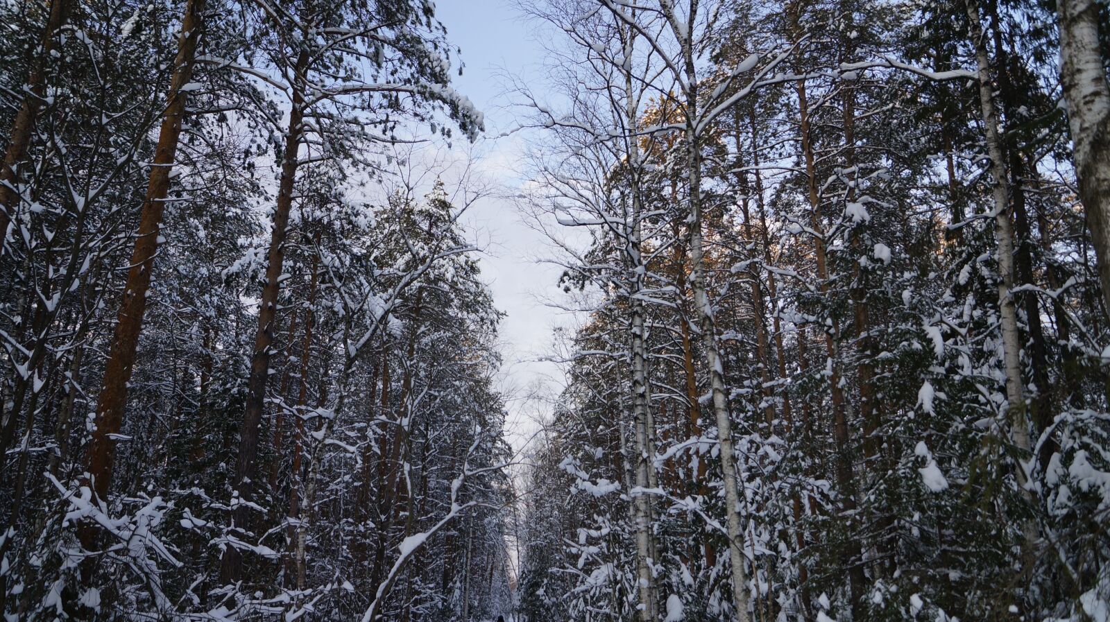 Sony SLT-A57 sample photo. Forest, silence, frost photography