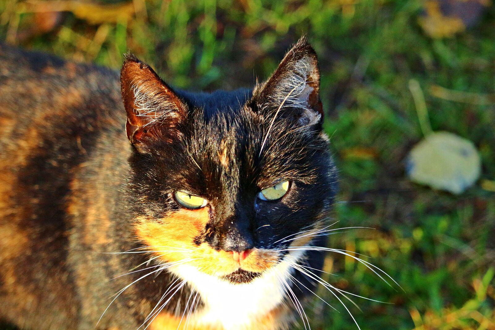 Canon EOS 100D (EOS Rebel SL1 / EOS Kiss X7) sample photo. Cat, mieze, kitten photography