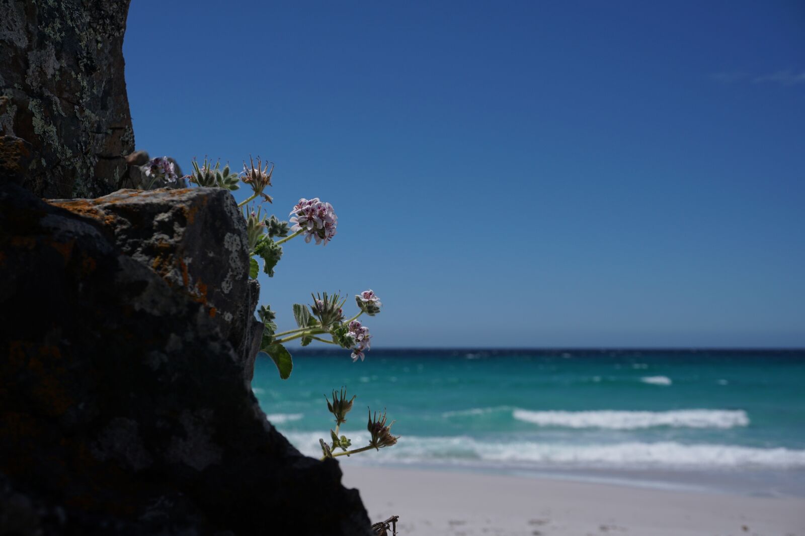 Sony a6000 sample photo. Beach, flower, tasmania photography