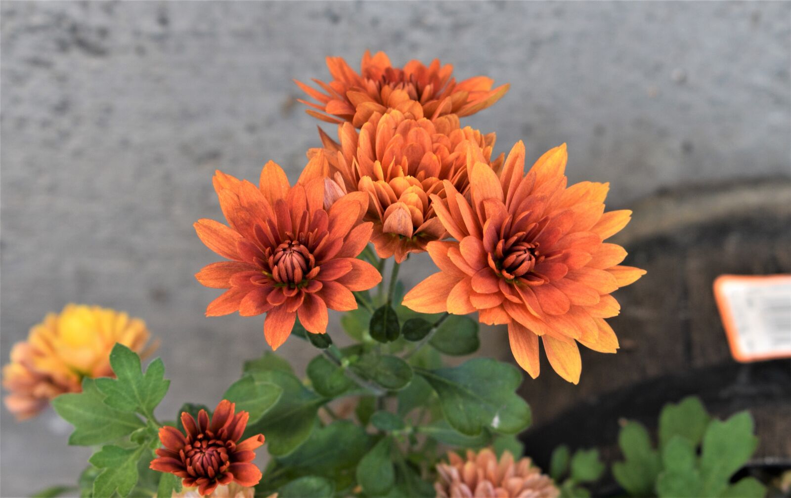 Nikon D3500 sample photo. Flower, gold, bloom photography