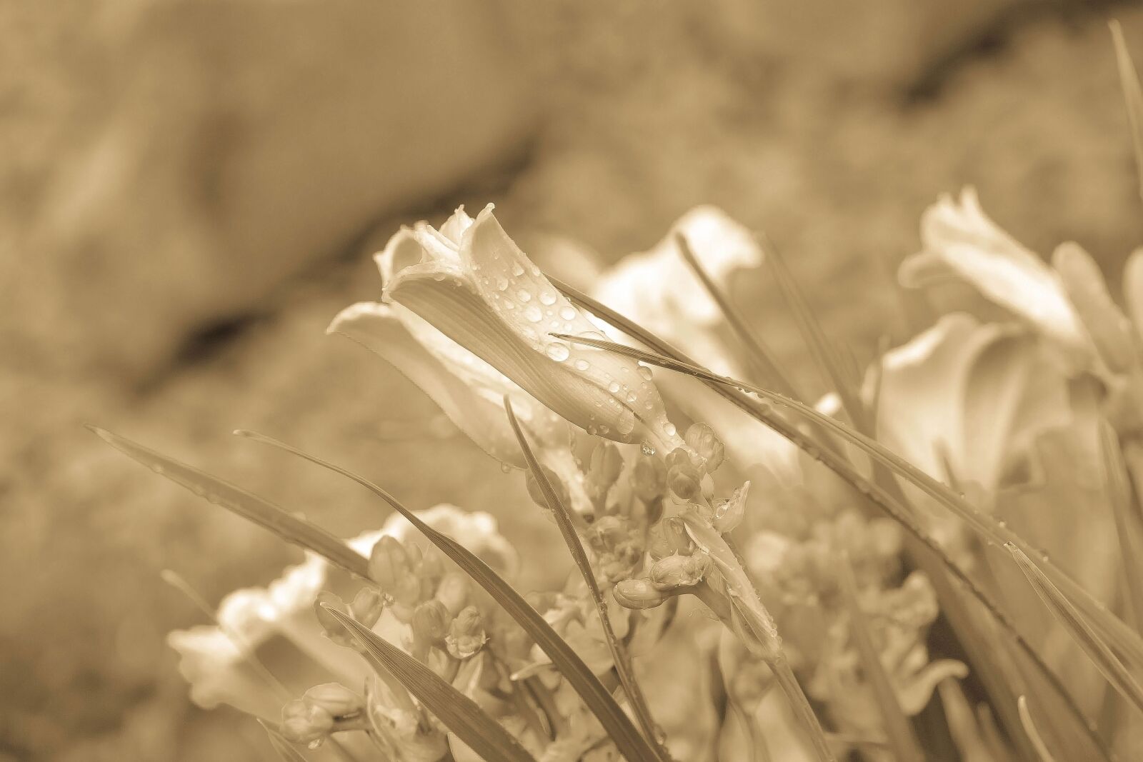 Nikon D3100 sample photo. Flowers, retro, background photography
