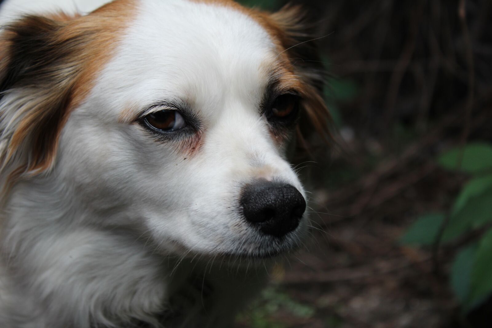 Canon EOS 1300D (EOS Rebel T6 / EOS Kiss X80) sample photo. Dog, the background, coat photography