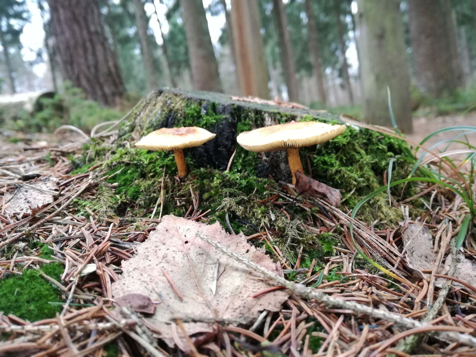 HUAWEI P9 LITE sample photo. Mushrooms, tree stump, forest photography