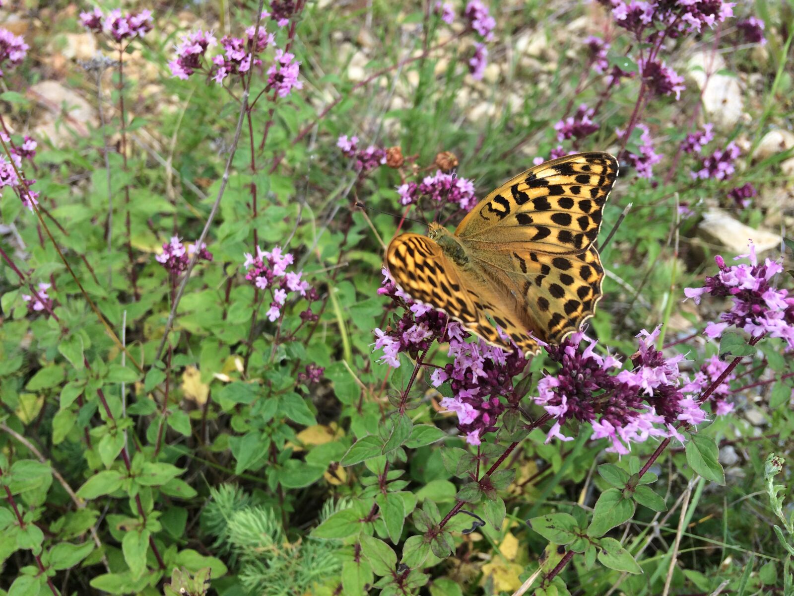 iPhone 5s back camera 4.15mm f/2.2 sample photo. Fritillary, butterfly, meadow photography