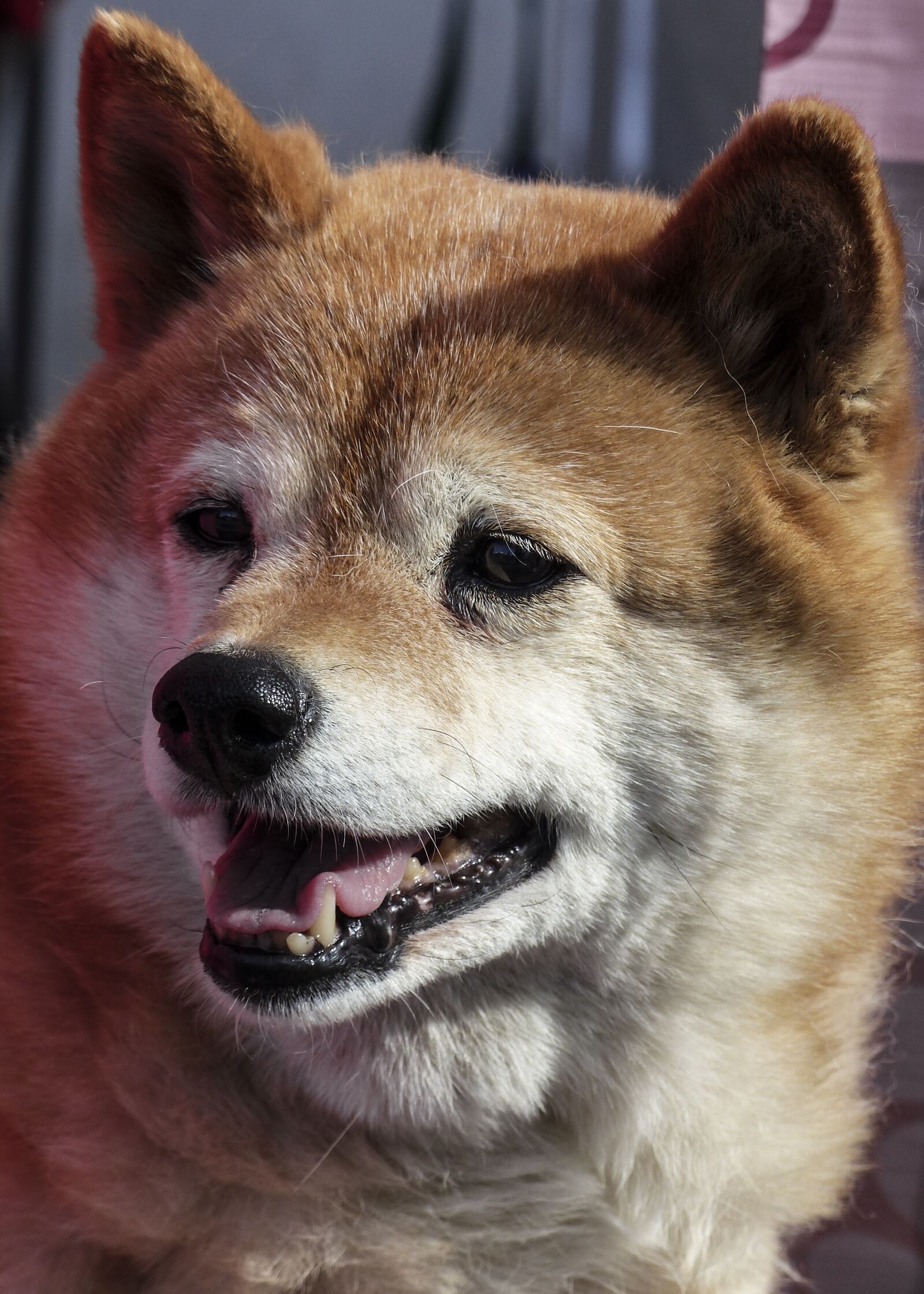 Panasonic Lumix DMC-FZ200 sample photo. Dog, pet, animal photography
