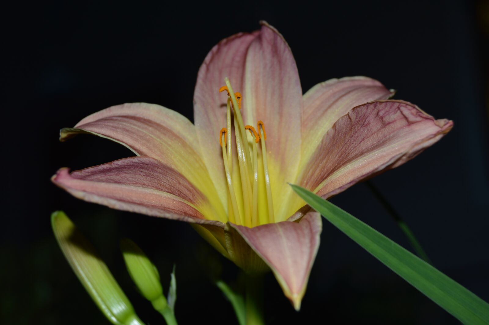 Nikon D3200 sample photo. Flower, plant, botanical photography