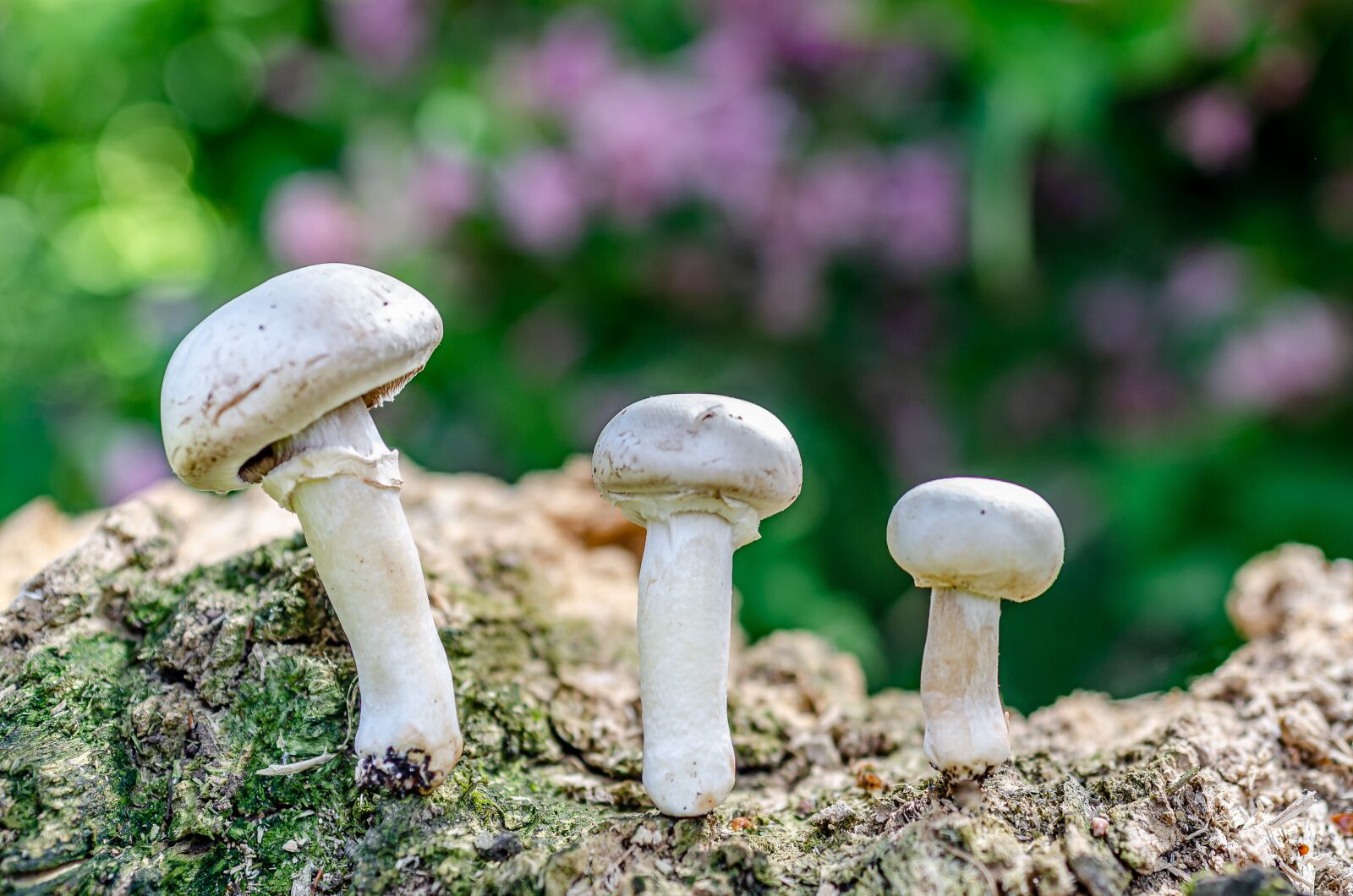 Nikon D7000 sample photo. Fungus, paris, nature photography