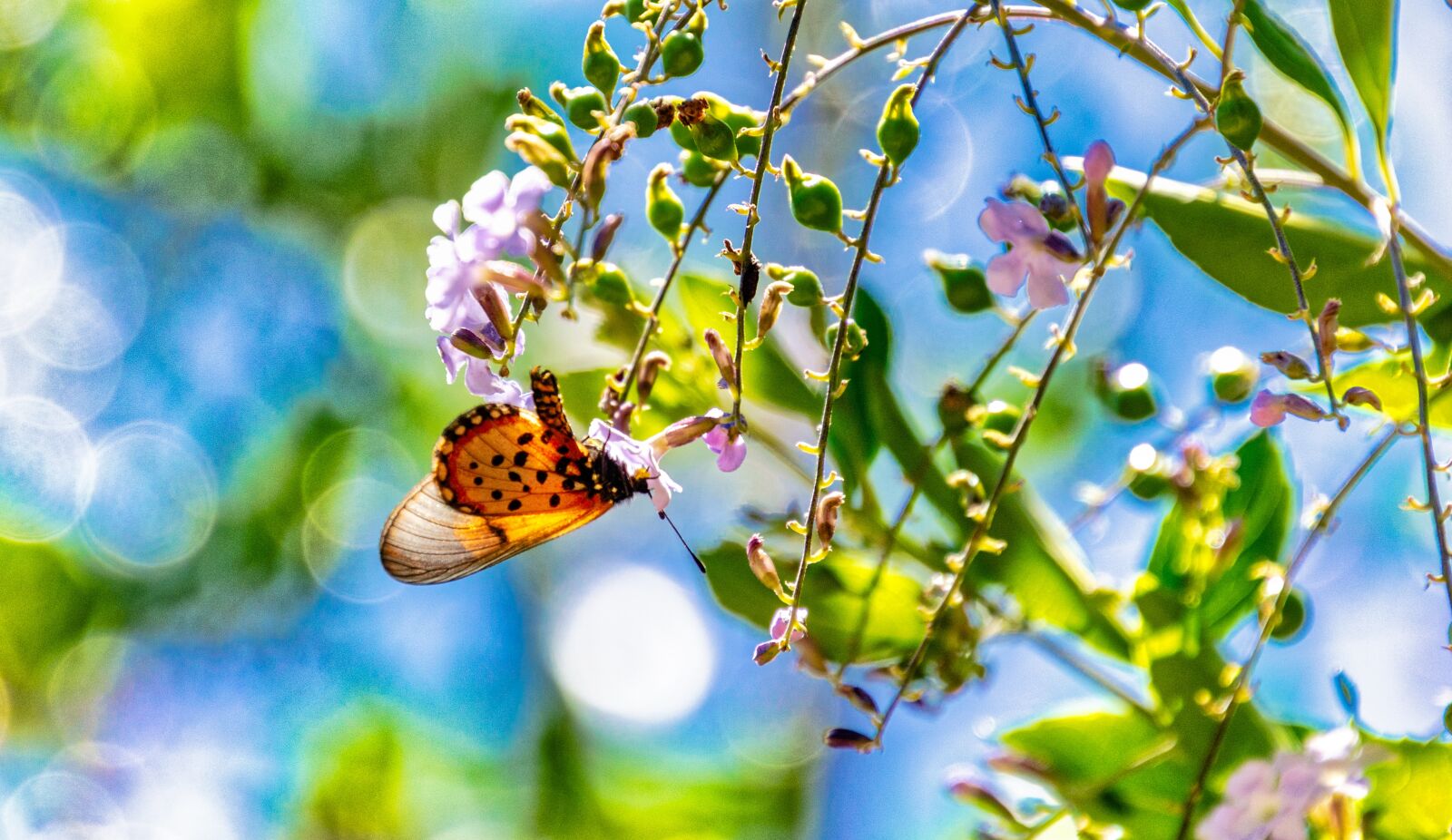 Nikon D7000 sample photo. Butterfly, tree, flowers photography