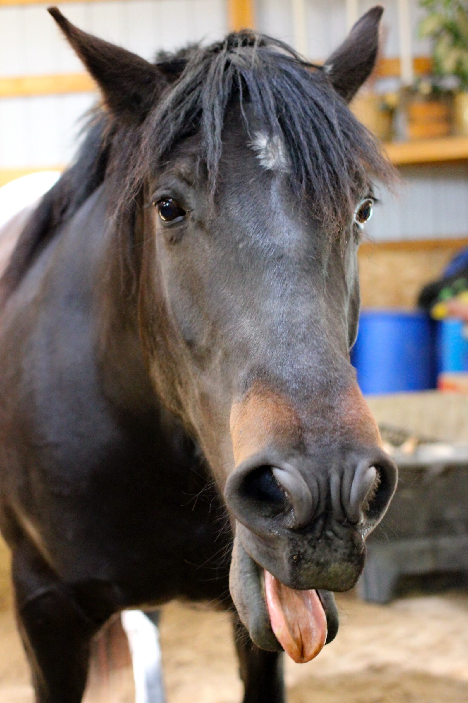 Canon EF 40mm F2.8 STM sample photo. Equine, connection photography