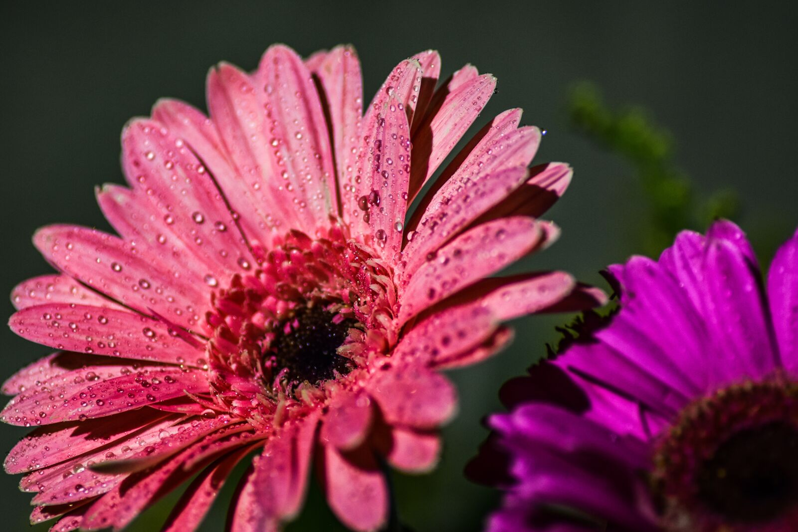 Nikon D5500 sample photo. Flower, purple, beautiful photography