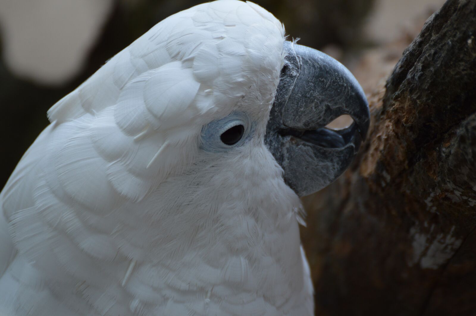 Nikon D3200 sample photo. Cockatoo, bird, kromsnavel photography
