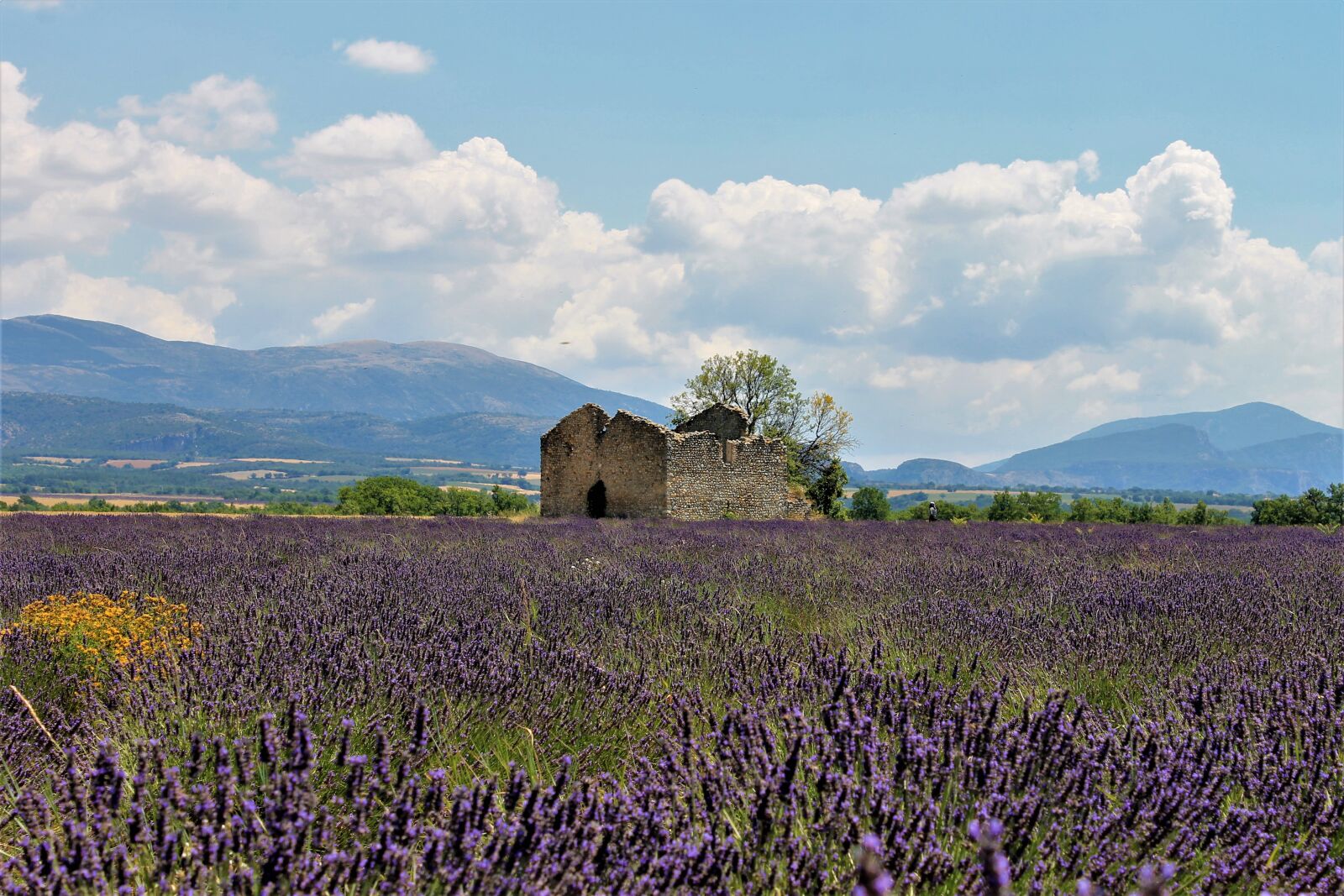 Canon EOS 1100D (EOS Rebel T3 / EOS Kiss X50) sample photo. Provence, lavender, lavender fields photography