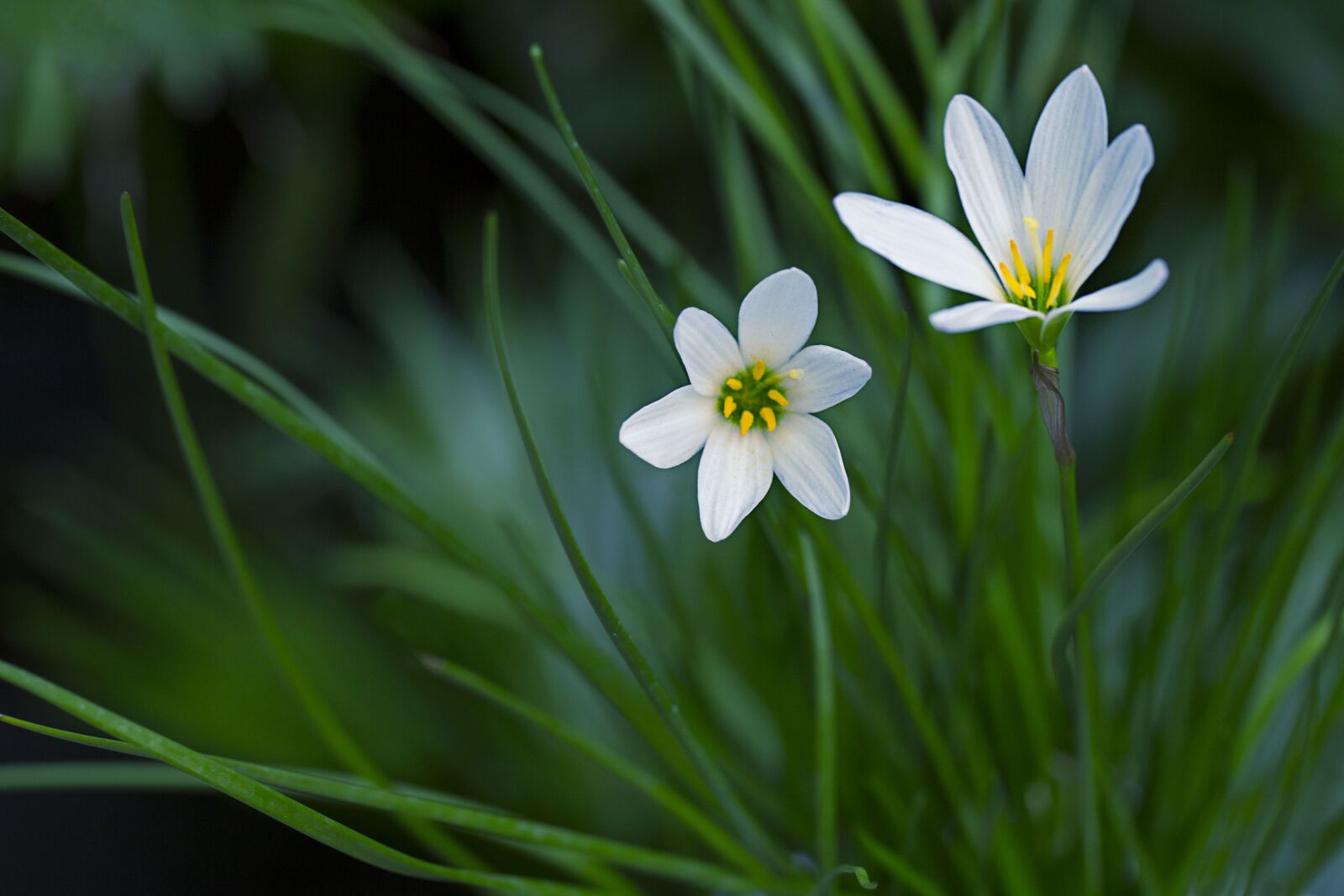 Canon EF 100mm F2.8L Macro IS USM sample photo. Rain-lily, atamasco lily, white photography