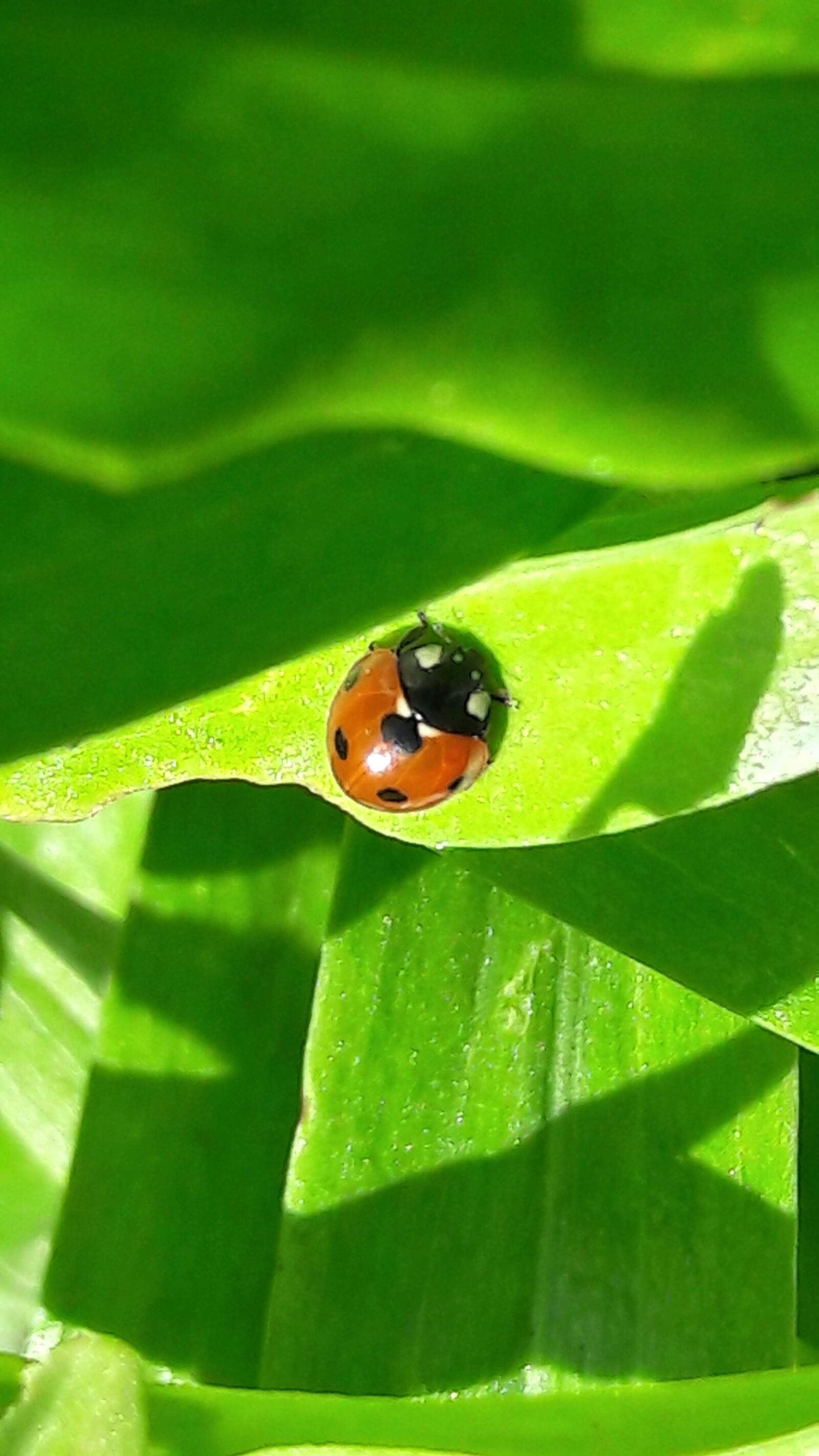 Samsung Galaxy A5(2016) sample photo. Green, ladybug, insects photography