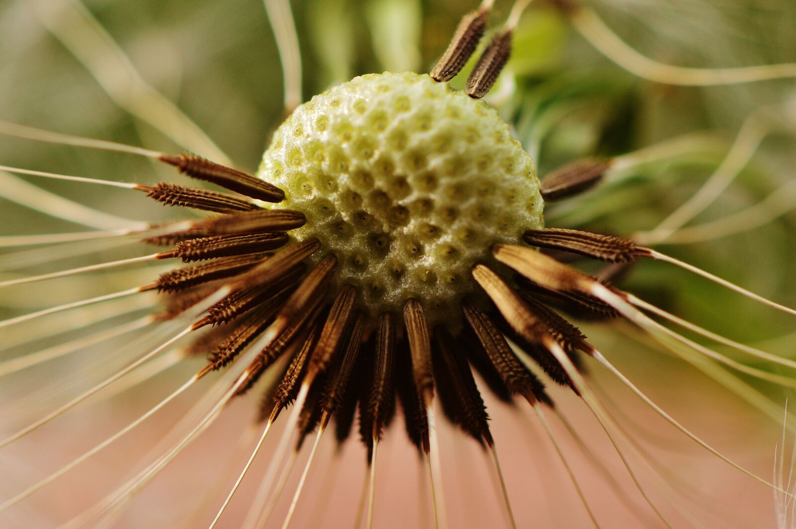 Nikon D3200 sample photo. Dandelion, plant, nature photography