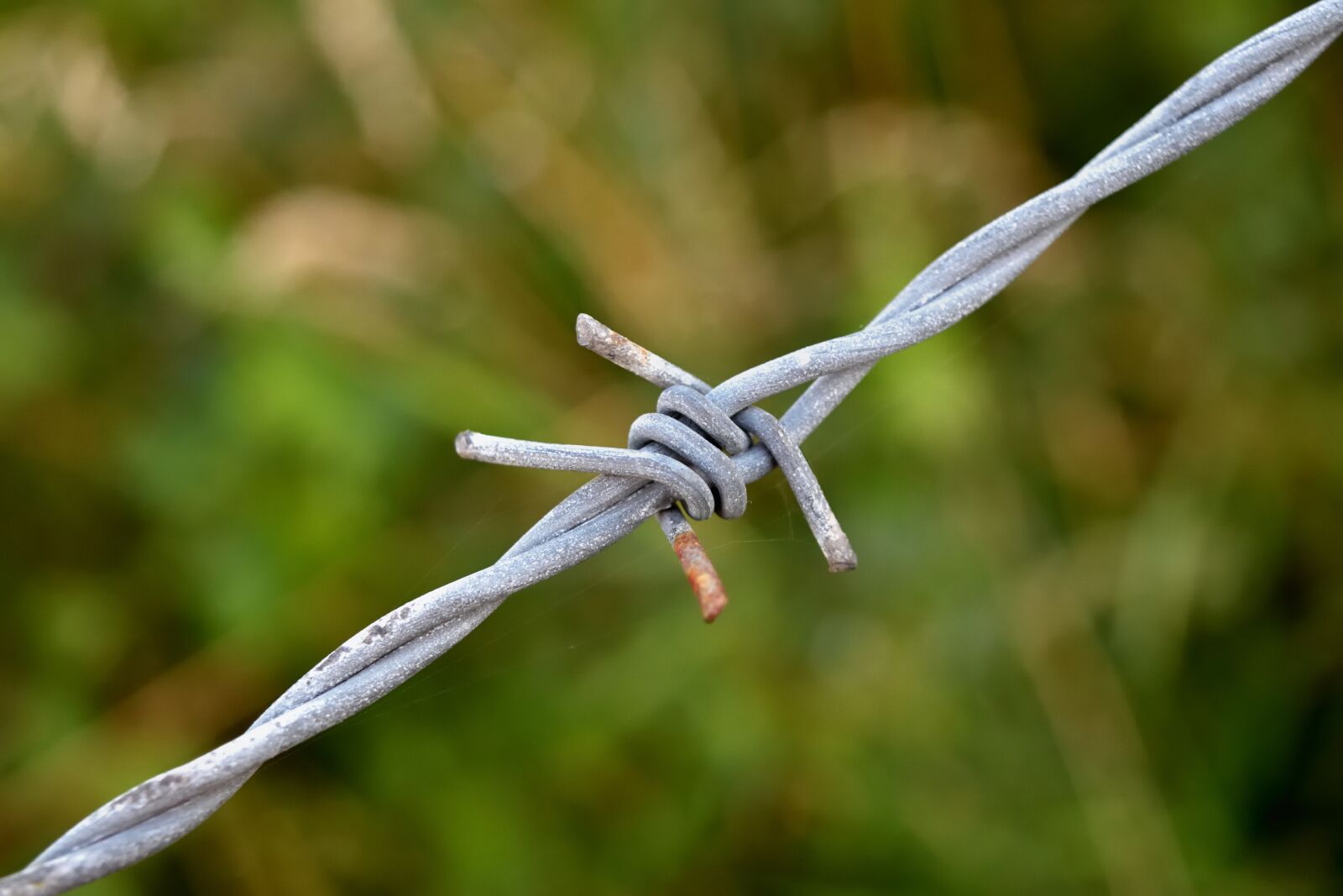 Nikon D5500 sample photo. Barbed wire, rust, node photography