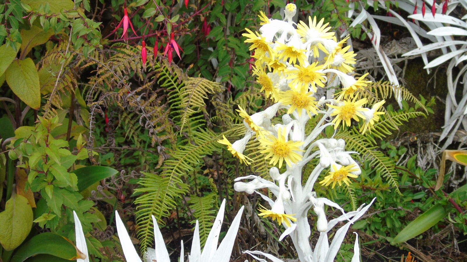 Sony Cyber-shot DSC-H400 sample photo. Ecuador, flowers photography